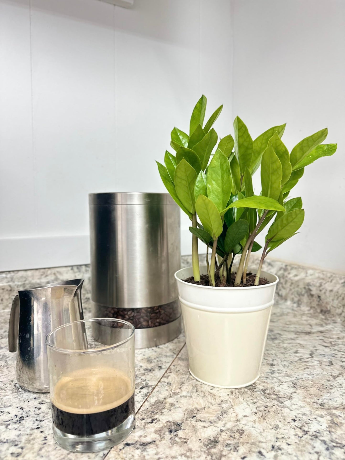 Live ZZ Plant in 5” White Duo-Tone Decorative Metal Pot | Indoor Houseplant, Easy Care| Low Maintenance Plant, Air-Purifying Houseplants