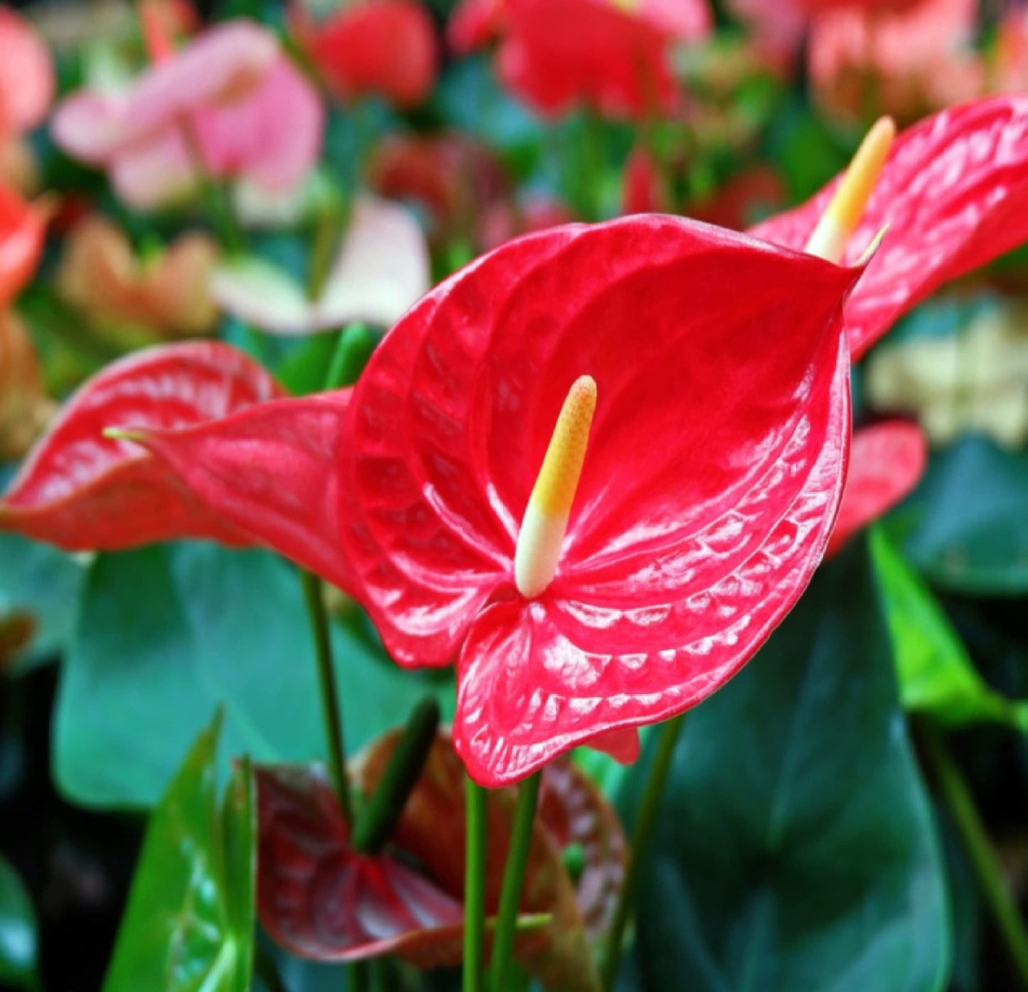 Hawaiian Red Anthurium Live Plant - Premium Big Island Heart-Shaped Blooms - 6-10" Tall Indoor Outdoor Tropical Houseplant in 2" Pot - Easy Care Flowering Plant