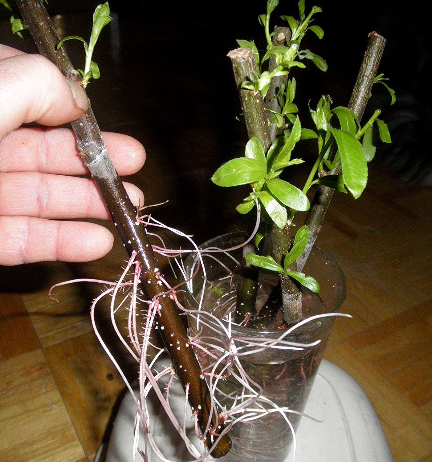 26 Hybrid Willow Trees - Ready to Plant - Fast Growing Shade Tree - 26 Indoor/Outdoor Live Tree Plants