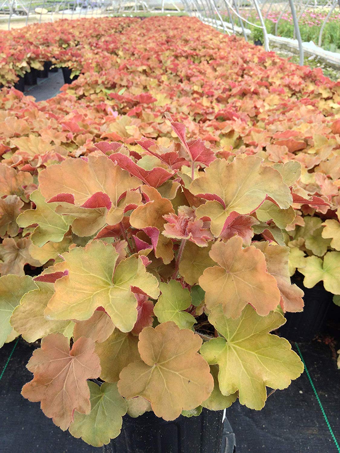 Heuchera villosa 'Caramel' (Coral Bells) Perennial, peach-yellow foliage, 1 - Size Container