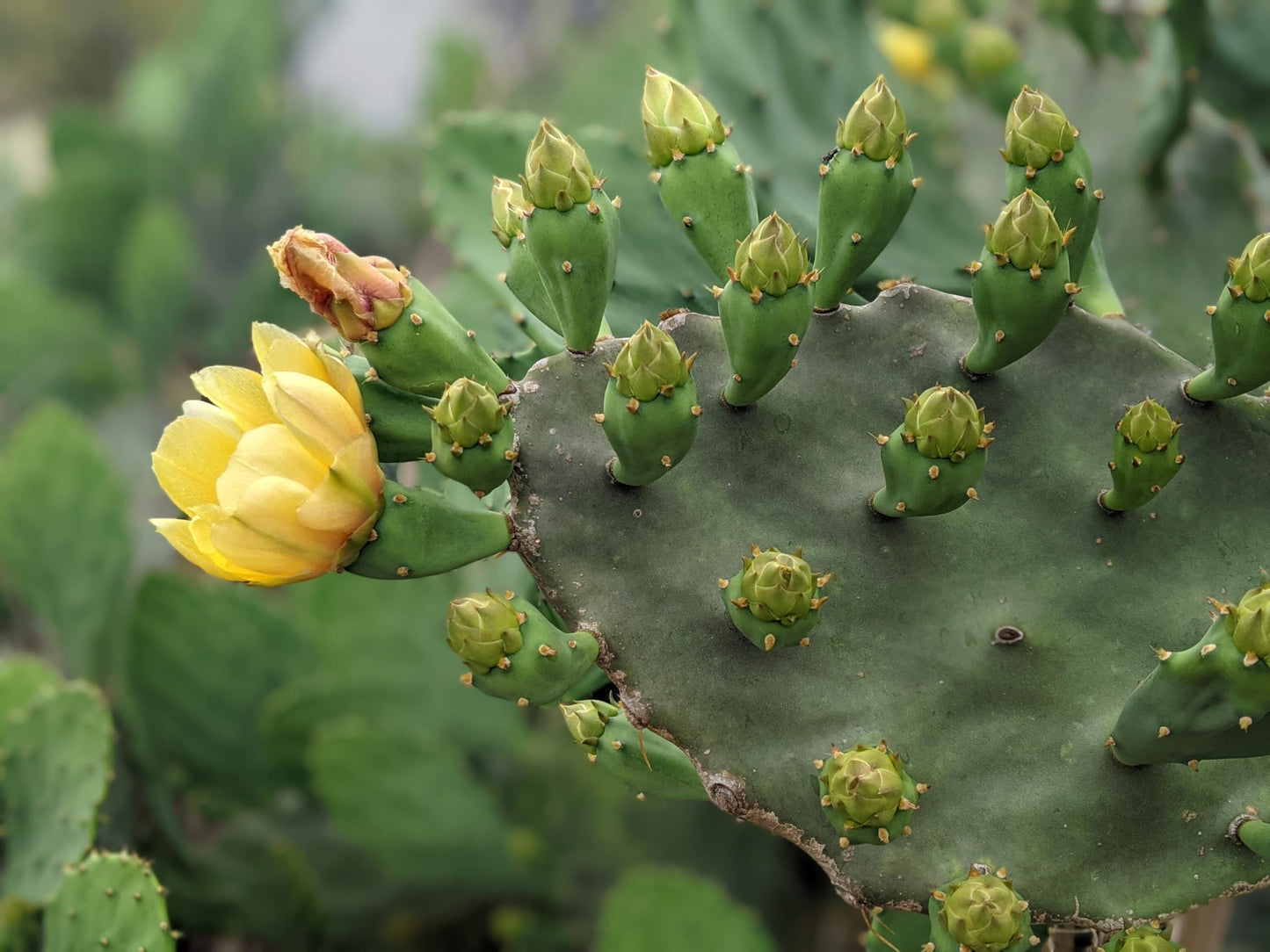 Eastern Prickly Pear Cactus -Live Plant- Yellow Flowers + Purple-Red Fruit (Edible)
