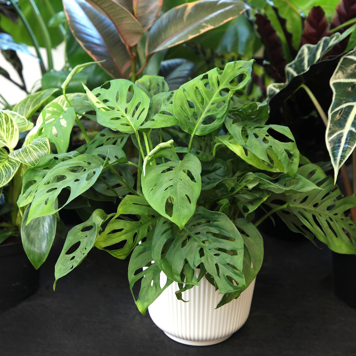 Altman Plants Swiss Cheese Plant Decor (Monstera Adansonii) in 6 Inch White Plastic Planter, Easy Plant & Desk Plant, Monstera Plant Live Plant Gift, Air Purifying Plants in Indoor Potting Soil Mix