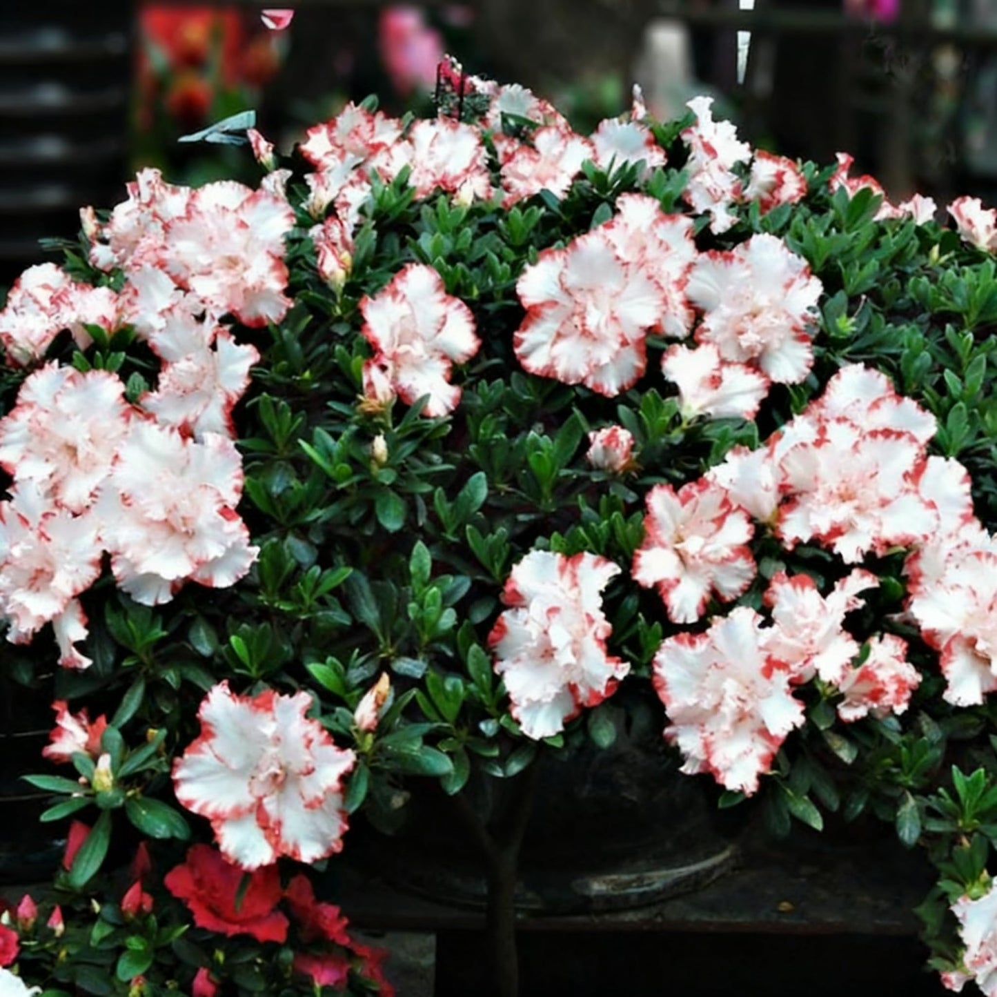 30 Azalea Flower Seeds for Planting, Mixed Color Rhododendron Seed, Perennial Flower Plants, Non-GMO Azalea Flower Seeds for Garden Home Heirloom Plant