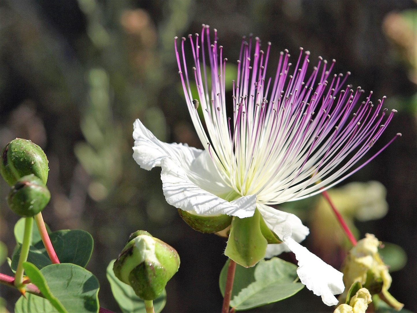 Easy to Grow Caper Bush 1 Plant - Potted Culinary Shrub in a Quart Pot, Summer Fragrant Flowers in Sun - Drought, Heat & Poor Soil Tolerant