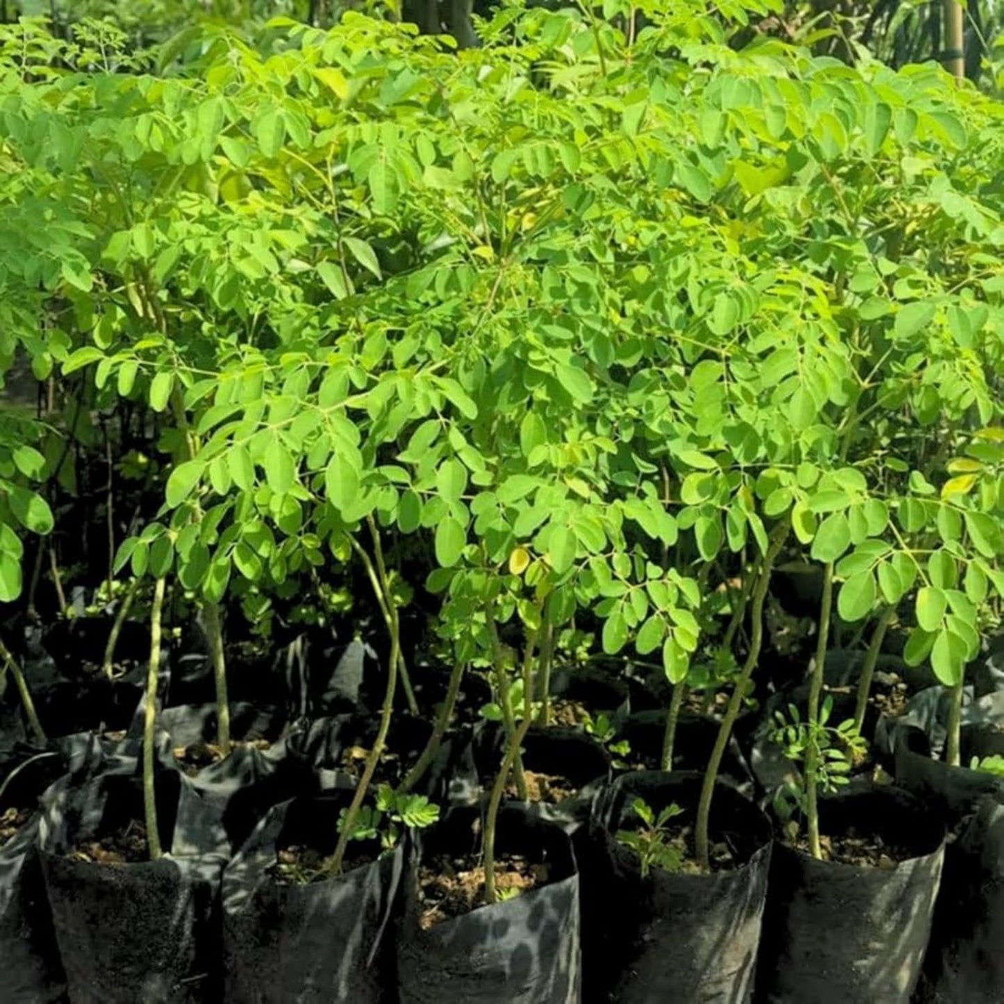 Moringa Plant Live in 4 Inch Pot, Moringa Oleifera Drumstick Tree, Hardy Perennial Herb Plant
