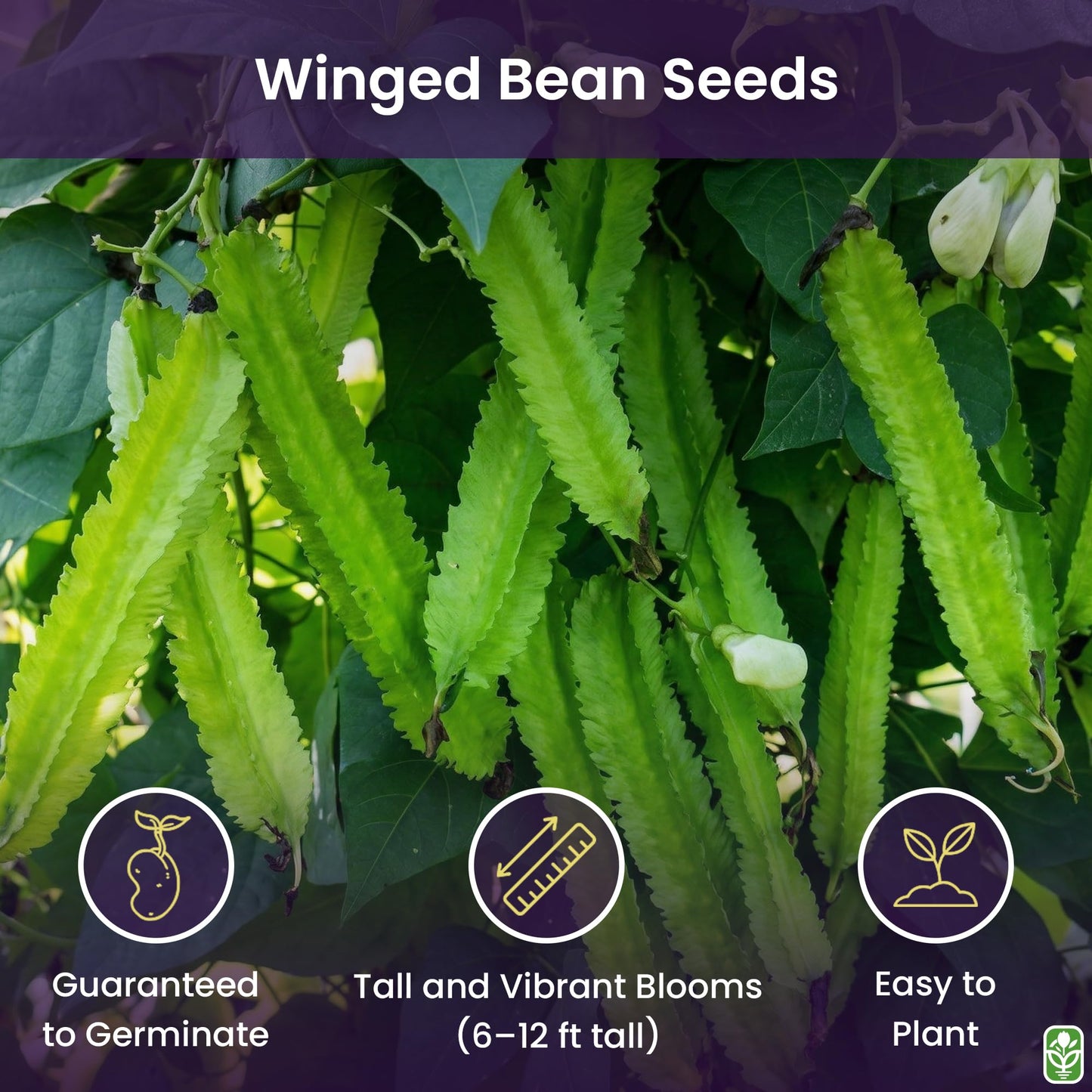 Winged Bean Seeds - Almost All Parts of the Plant are Edible. Once Considered the Food that Could Feed the Planet