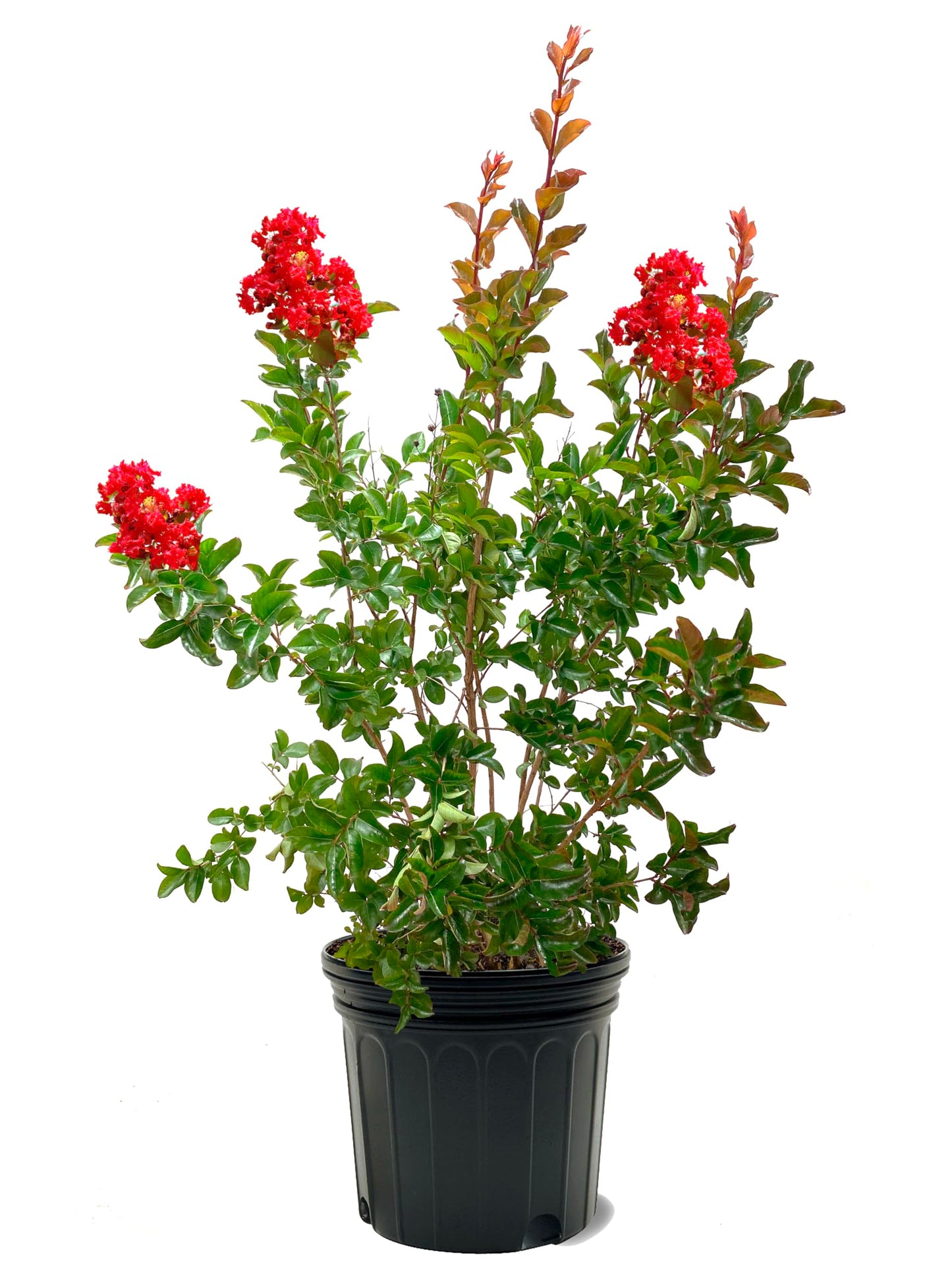 American Plant Exchange Miss Frances Crape Myrtle Tree Live, 7-Gallon Pot, 2-3ft Tall, Vibrant Red Flowers, Drought-Tolerant, Large Outdoor Landscape Accent, Year-Round Beauty