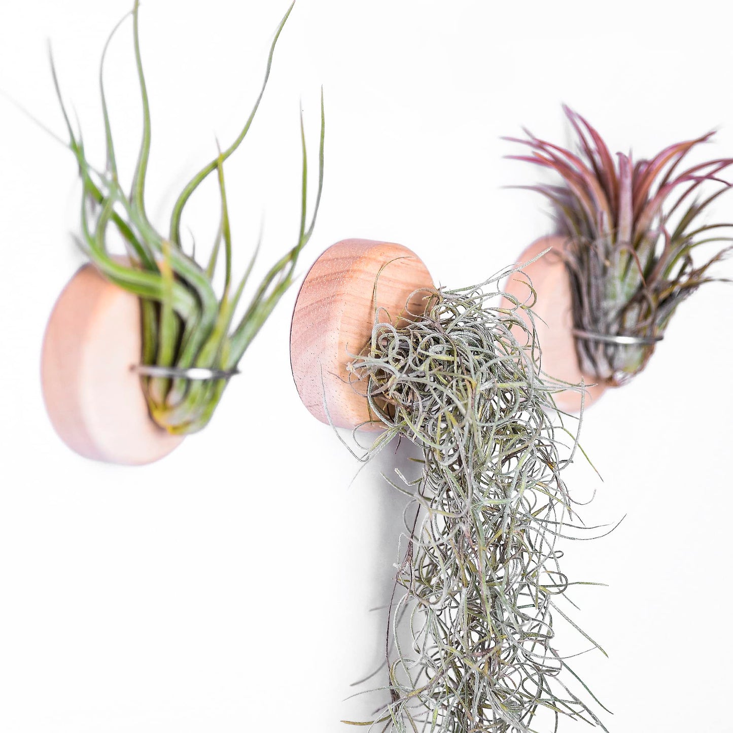 MITIME Air Plants Holders-Real Wood Live Air Plant Holders.Rustic Air Plant Stand,Wall-mounted to save space.(Plants not included)(Orbicular Set of 6)
