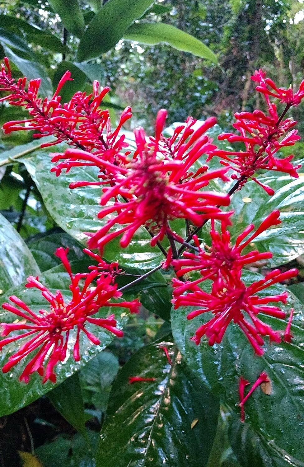 Live Plant - Fire Spike Red Odontonema Strictum Rooted Starter Plant Attracts Hummingbirds