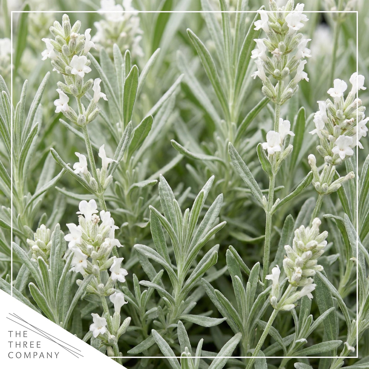 Live Lavender 2-Pack – White – Fragrant Sun Perennial Herb, Pollinator Friendly, 10” Tall, 1 Qt Pot