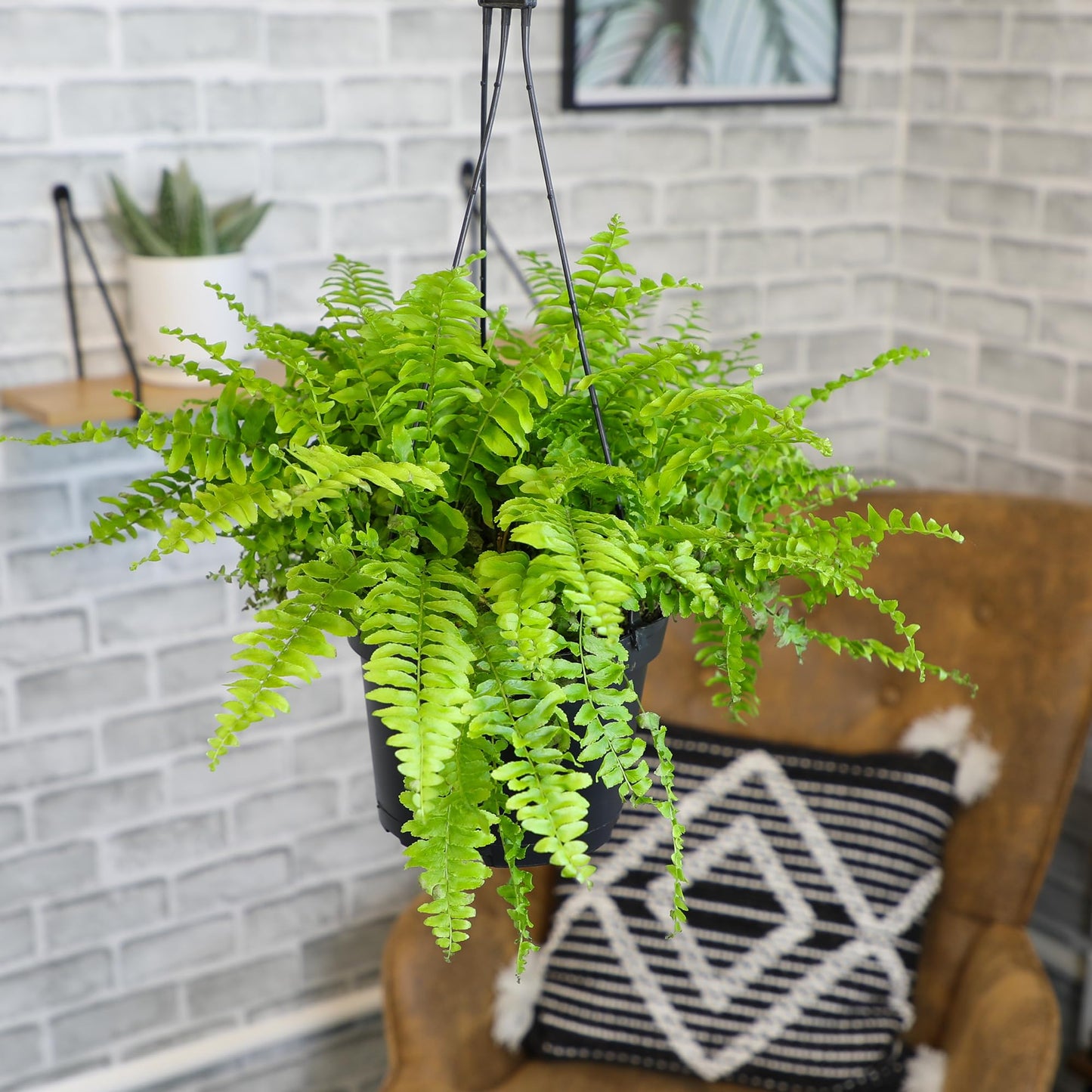 Hanging Boston Fern Live Plant in 6" Hanger, Real Ferns for Outdoors, Pet Friendly & Air Purifying, Low Light Outdoor or Indoor Houseplants, Easy Care Porch Plant by Plants for Pets