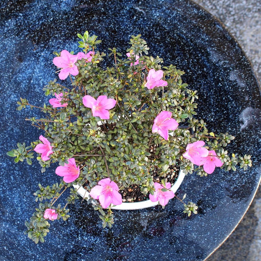Brussel's Bonsai - Live Satsuki Azalea Flowering Bonsai Tree in Ceramic Bonsai Pot, Outdoor Bonsai Tree Live Plant, 8 Years Old, 10-14 Inches Tall, Easy Care Plant for Patio Garden (Large)