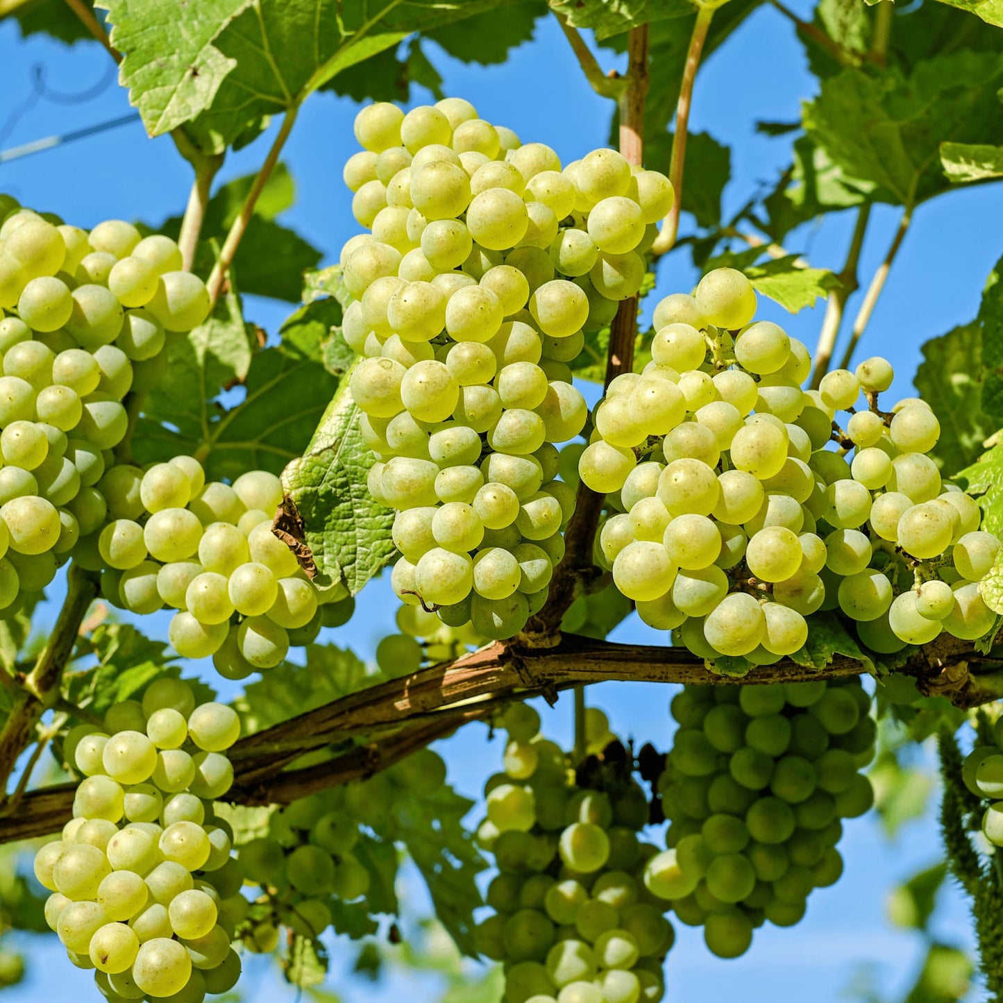 Niagara Seedless Bare Root Grape Vine - America's Classic Green Table Grape - 1-Year Old Plant with a Free Vine Support Included from Hand Picked Nursery (1)