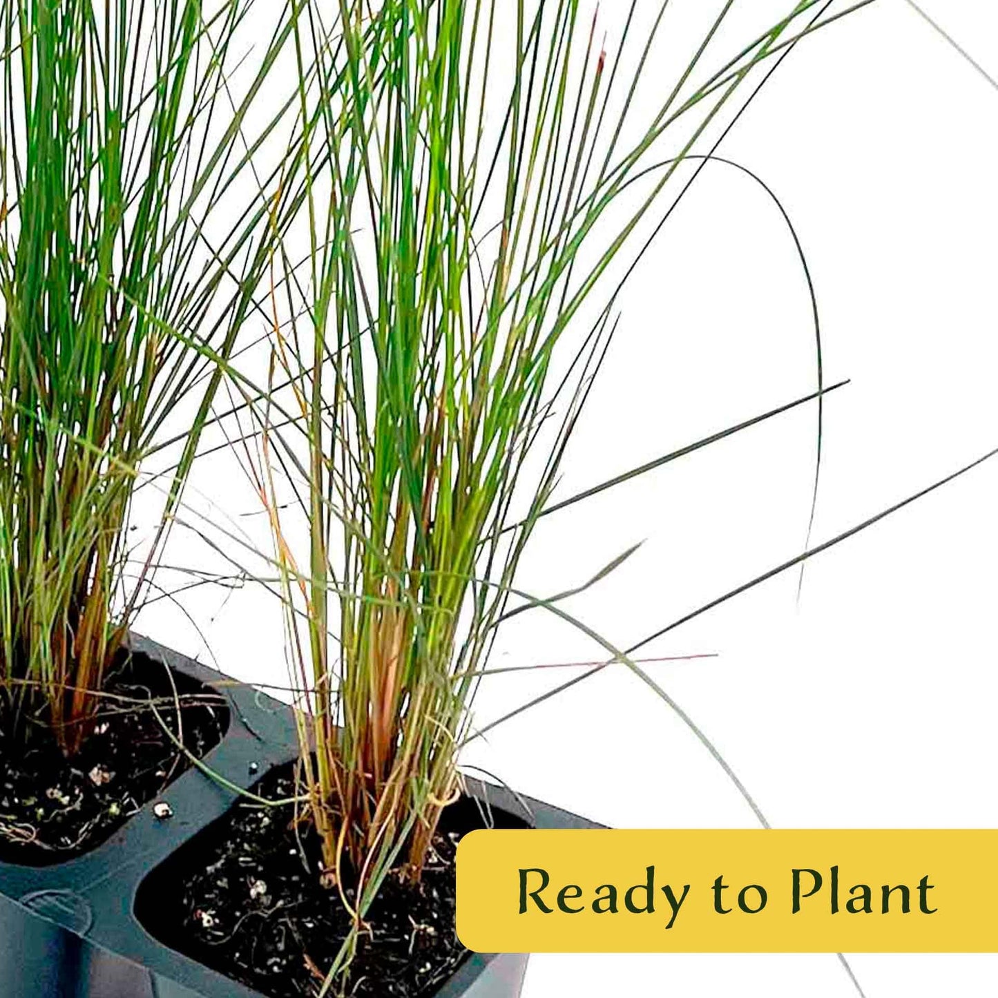 3 Pink Muhly Grass – Ornamental Perennial Grass with Cotton-Candy Pink Plumes for Borders & Mass Planting (Muhlenbergia capillaris) in 2.5″ Cubes, Live Plants