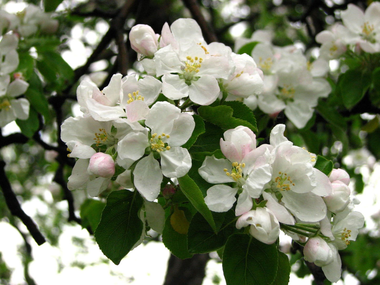 Golden Delicious Apple Tree - Grow Fresh Fruit - Live Plant Shipped 2 to 3 Feet Tall by DAS Farms