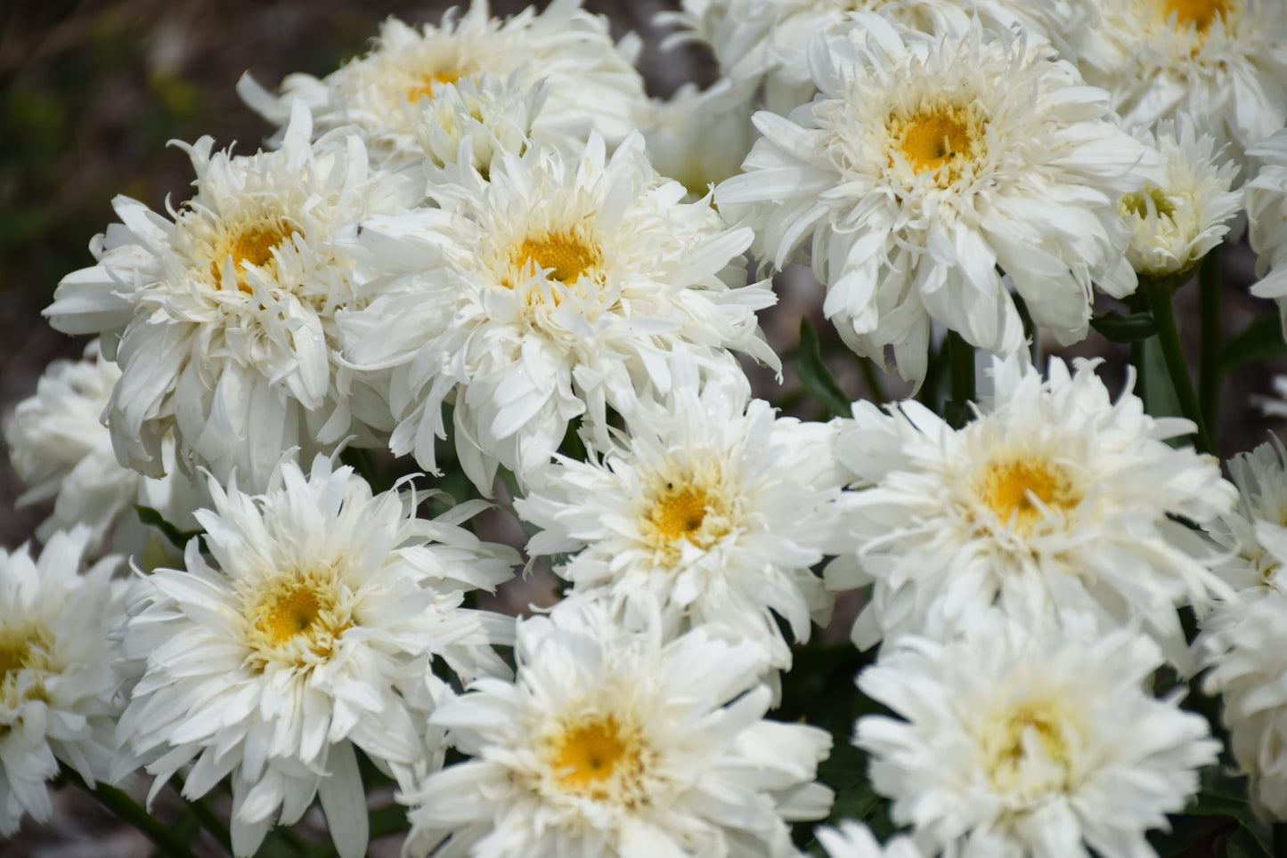 Live Plant from Green Promise Farms-PW, Leucanthemum Amazing Daisies 'Marshmallow' Shasta Daisy. White Flowers-#1 Size Container - Does NOT Ship to AZ, CA, HI, ID, MT, NV, OR, PR, UT & WA!!!