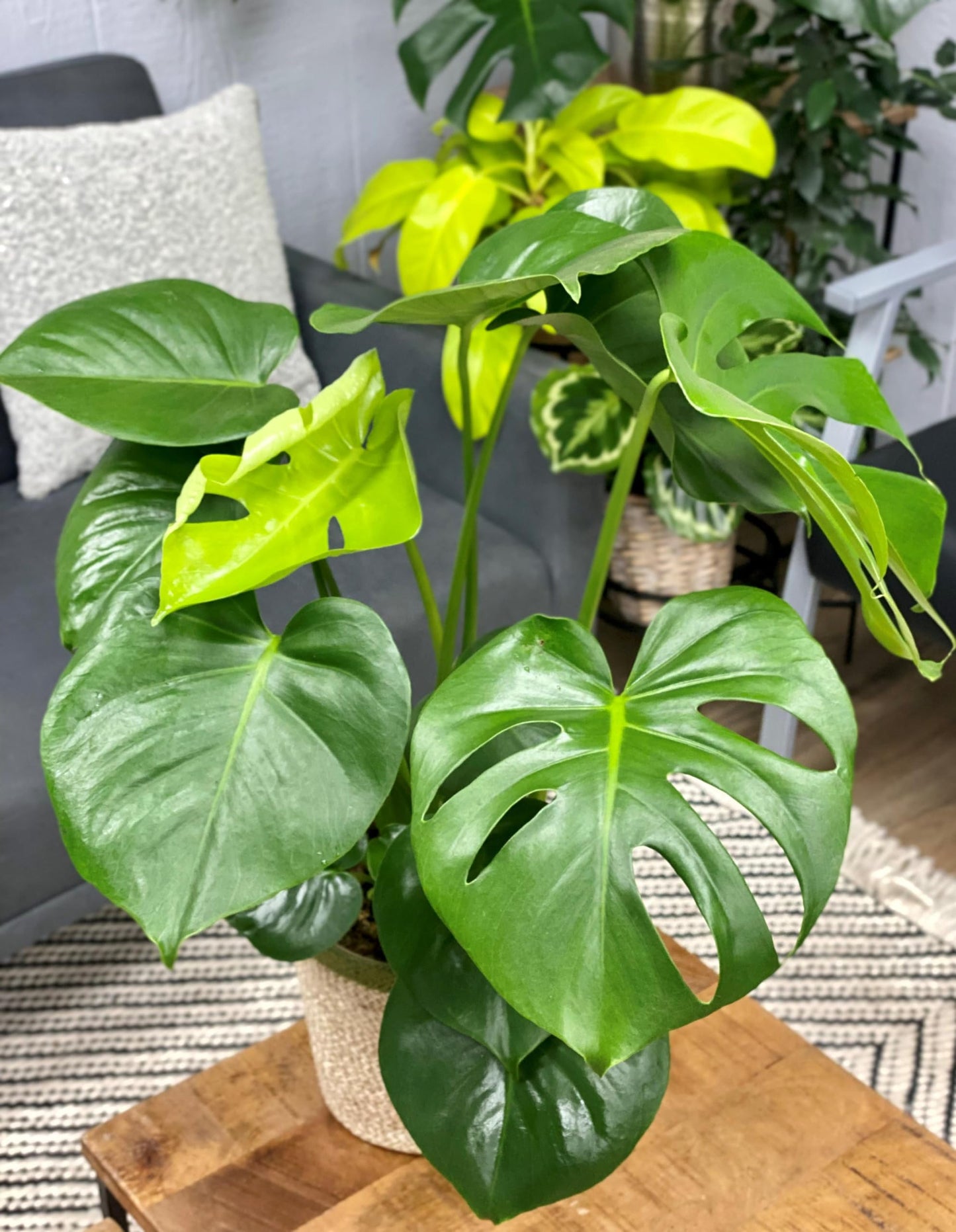 RedCrocus - RedCrocus Swiss Cheese Plant Monstera deliciosa - Indoor Tropical Foliage, Office Decor, Plant Lover Gift 12" Pot