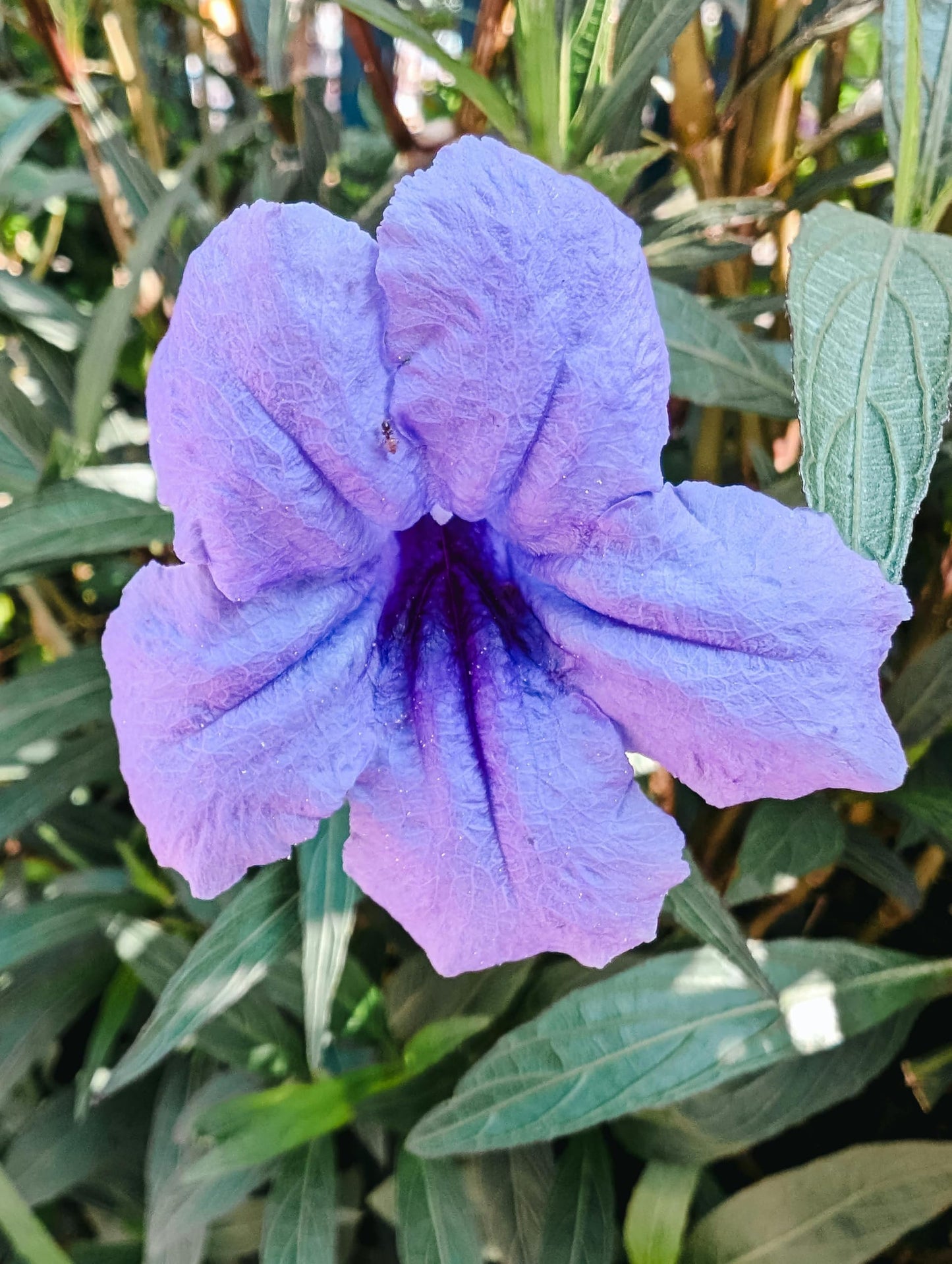 Purple Mexican Petunia Plants – Mexican Bluebell Pack of 2 Live Starter Plants (6-8 Inches Tall) – Ruellia brittoniana, Purple Showers, Fast-Growing