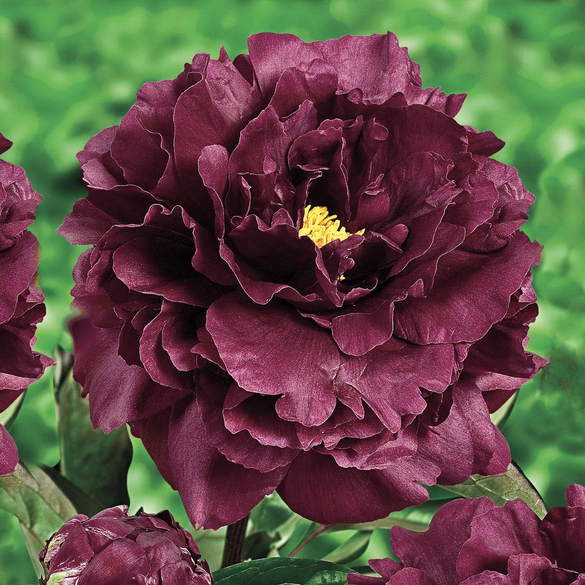 Direct Gardening - Nightlife Peony Dormant Bare Root Perennial Plant - One Plant Root per Offer