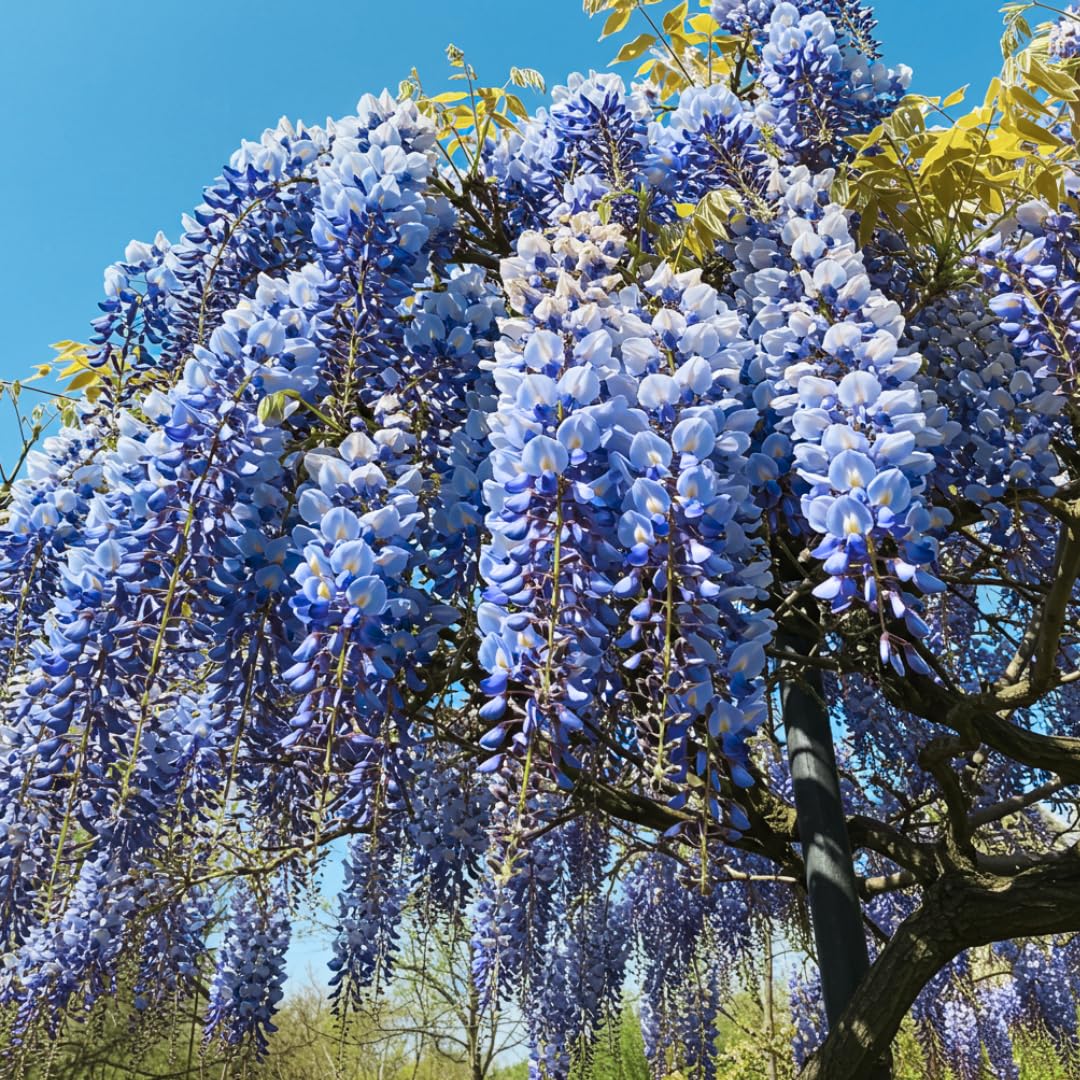 Beautiful Blue Moon Wisteria, Vine Plant, Attracts Hummingbirds, Potted Plant Fragrant Flowrs, in Dormancy (1-2 Feet). not for Sale California