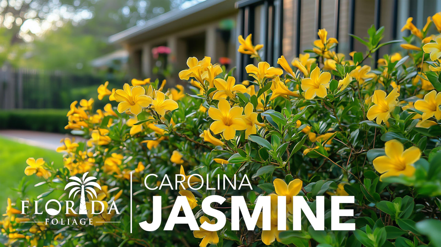 Carolina Jasmine | 1 Large Trade Gallon Size Plants | Gelsemium sempervirens | Evergreen Climbing Vine | Yellow Flowering Landscape Plants