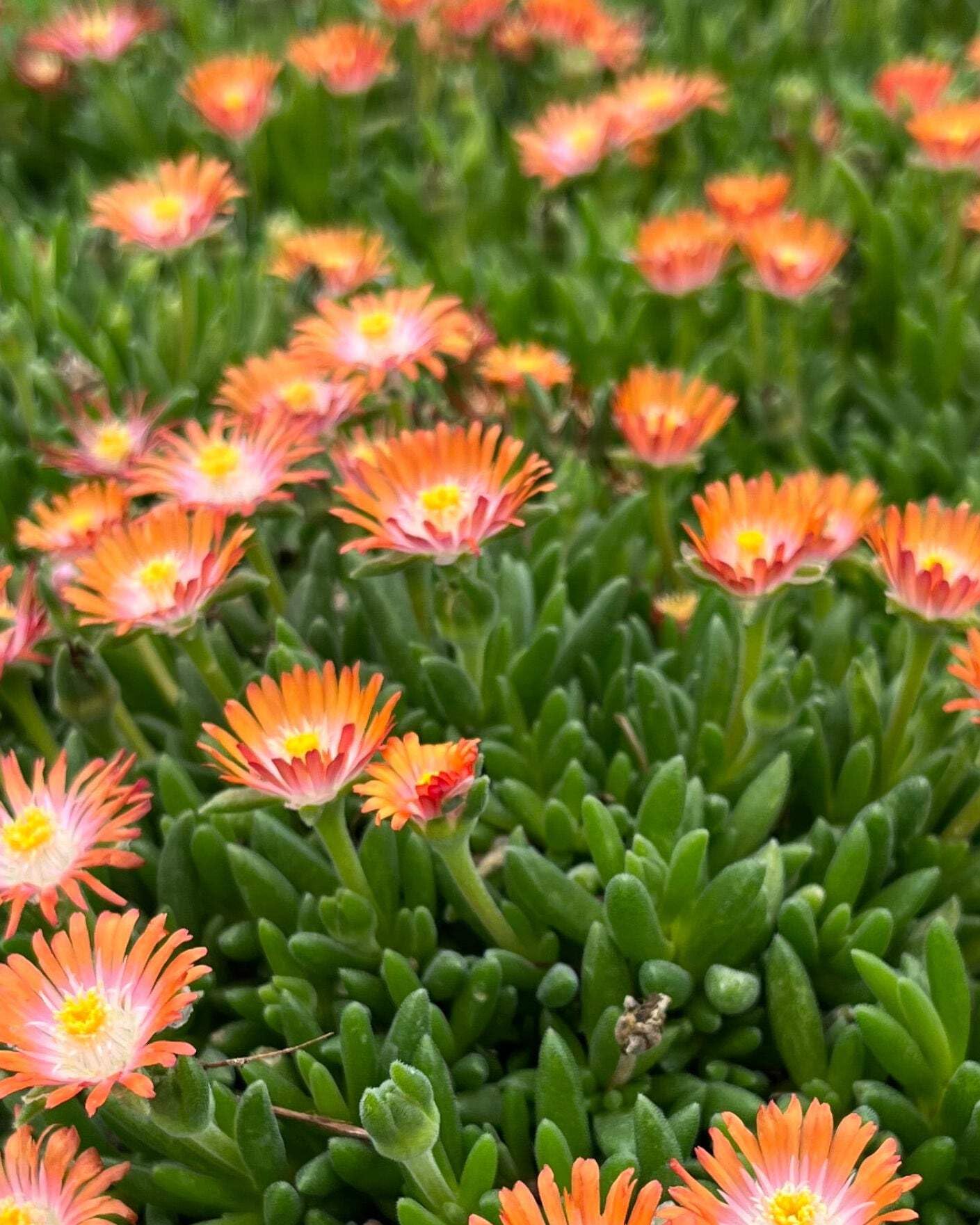 Perennial Farm Delosperma ‘Topaz’ – Live Groundcover Ice Plant in 1 Quart Container, Jewel-Toned Lavender Blooms, Drought Tolerant, Heat Loving, Ideal for Rock Gardens & Sunny Borders