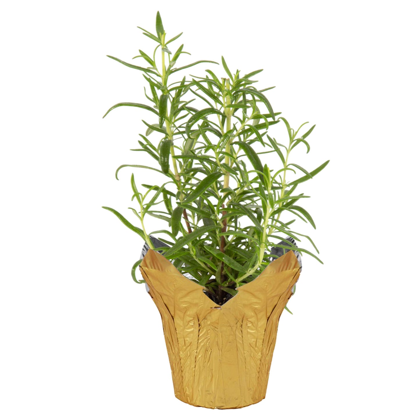 Live Aromatic and Healthy Herb - Rosemary, Improves Breathing, Wrapped in Deco Cover, 14" Tall by 6" Wide in 1.25 Quart Pot