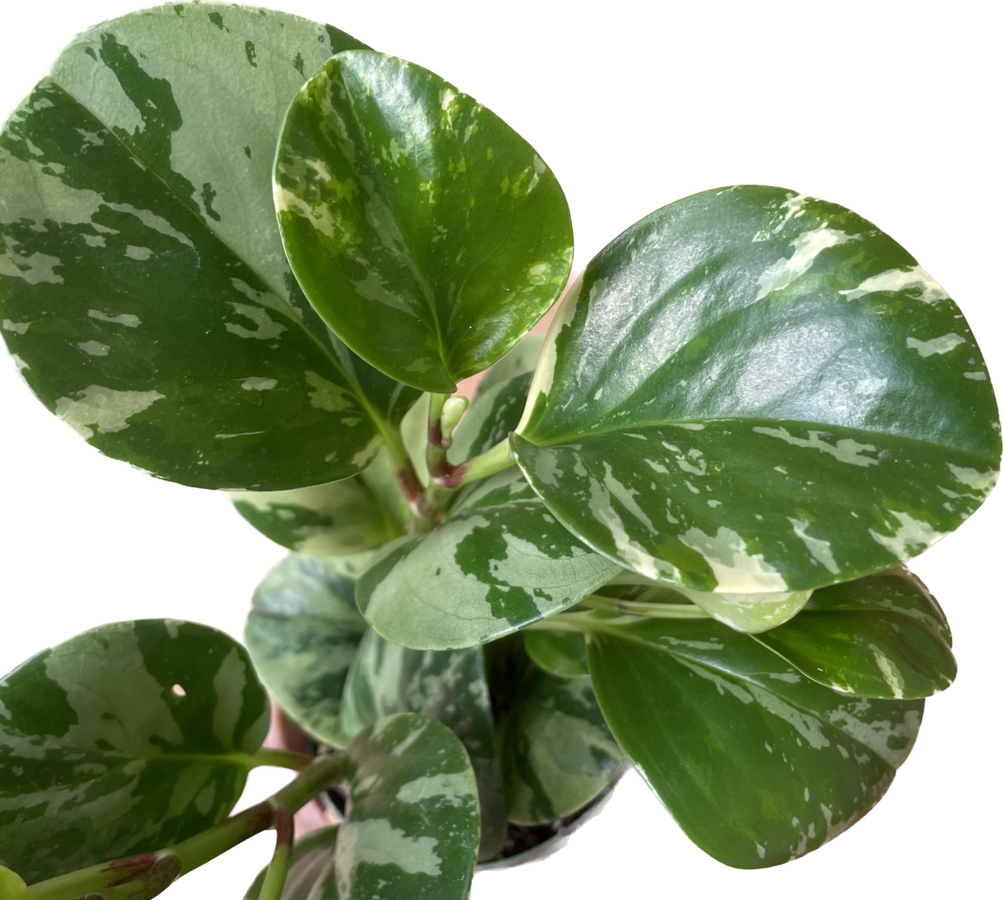 Live Rubber Plant - Peperomia Marble - Peperomia Obtusifolia Marble Variegated - Available in 3", 4", and 6" Pots - CA Seller - Ideal Gift for Home, Office - Peperomia Live Plant (4" Pot)