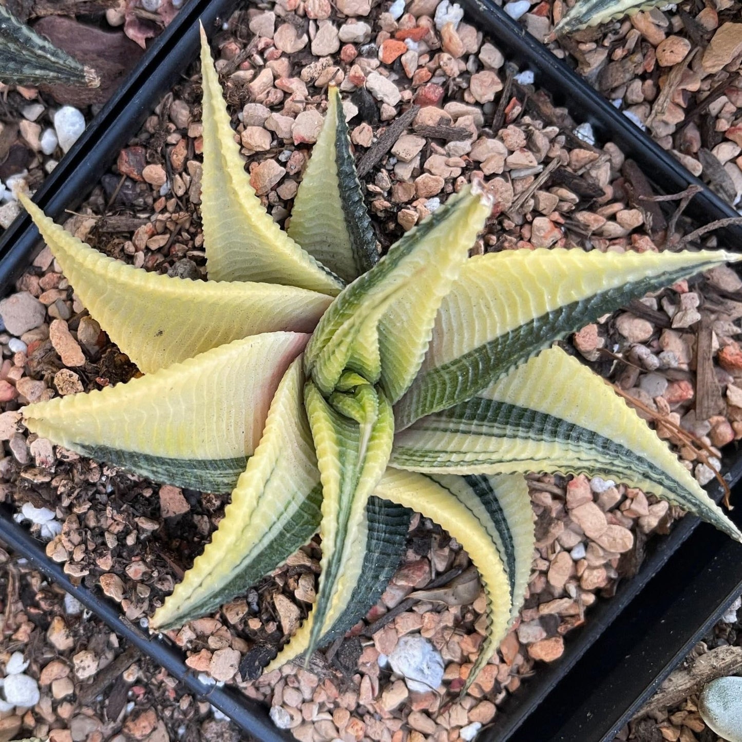 Rare Haworthia Limifolia variegata Succulent Plants – Unique Live Indoor Plants | Low-Maintenance | Great for Collectors, Home, Office, and Gifts
