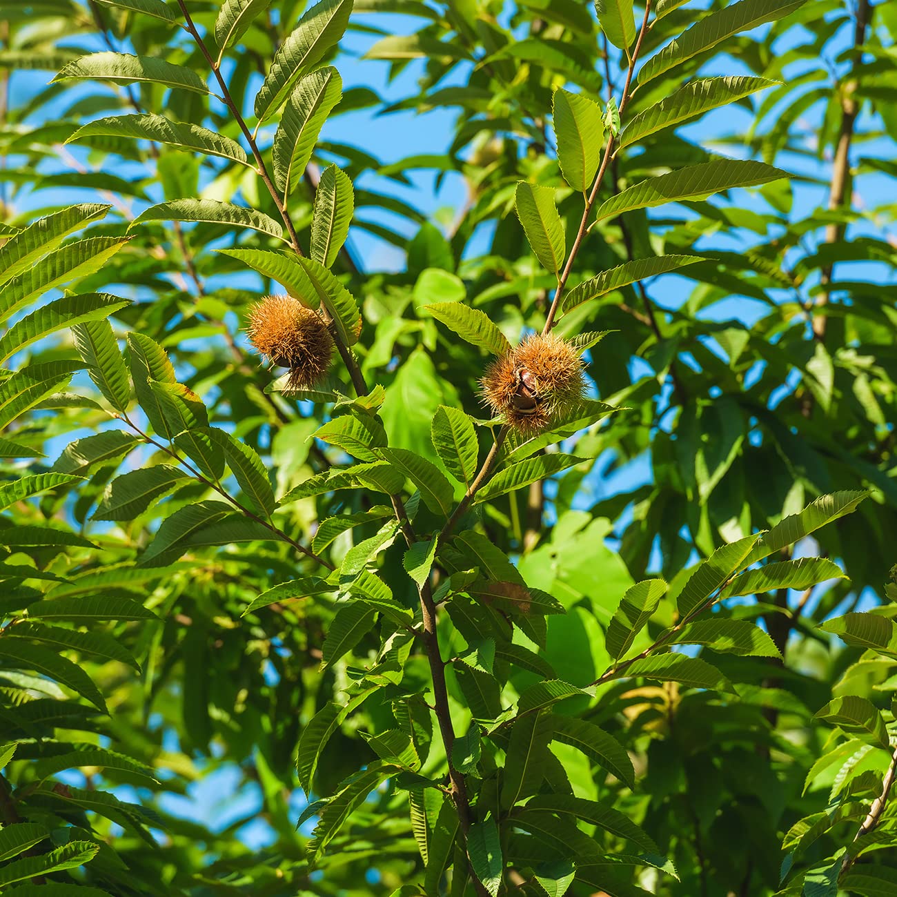 Perfect Plants American Hybrid Chestnut Tree 4-5 Feet | Live Trees for Outdoor Planting | Delicious Chestnut Fruit Nut for Fresh Eating | Tall Tree for Shade & Privacy