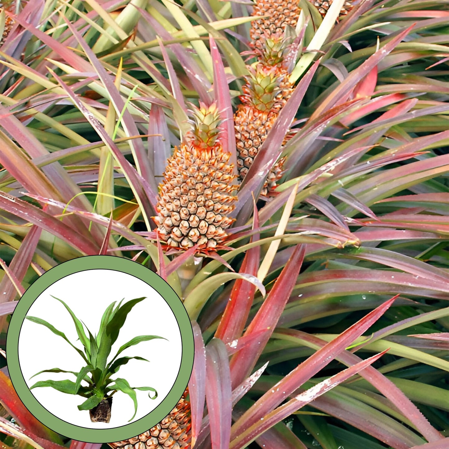 Generic Florida Special Pineapple Starter Plant, Natural