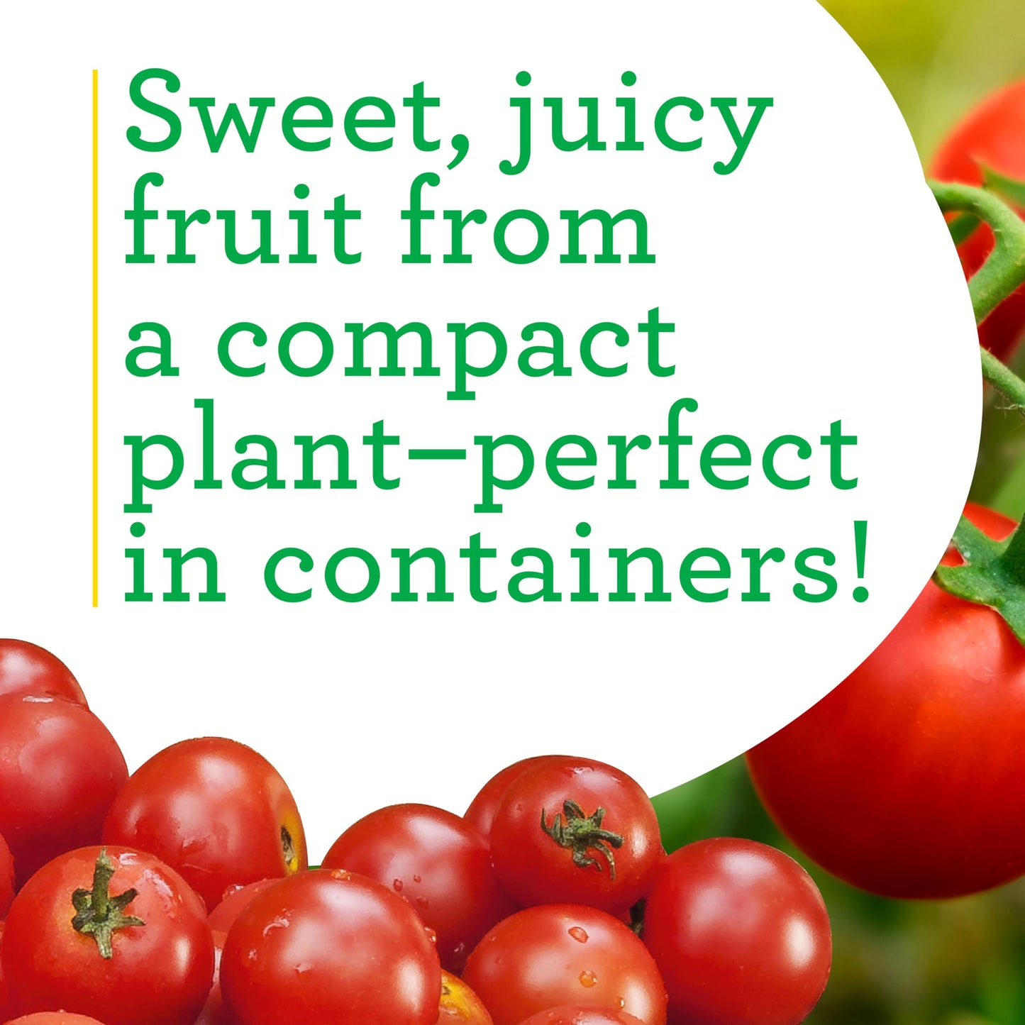 Bonnie Plants Husky Red Cherry Tomato Plugs, Live Plants, Ideal for Containers, Raised Beds, and In-Ground Gardens, Sweet Cherry Tomato Good for Fresh Eating and Cooking, 3 Cubic in., 6-Pack