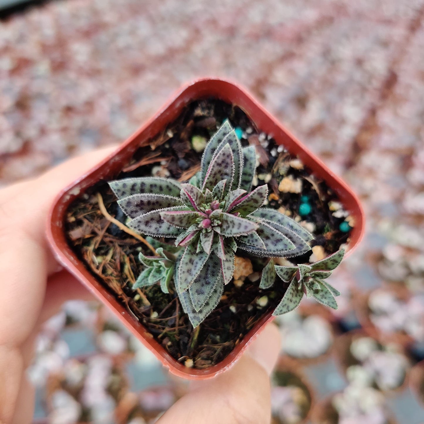 FOLIAGEMS Live Succulent Cactus Plants from USKC (2" Pot) (Crassula Tiger Jade)