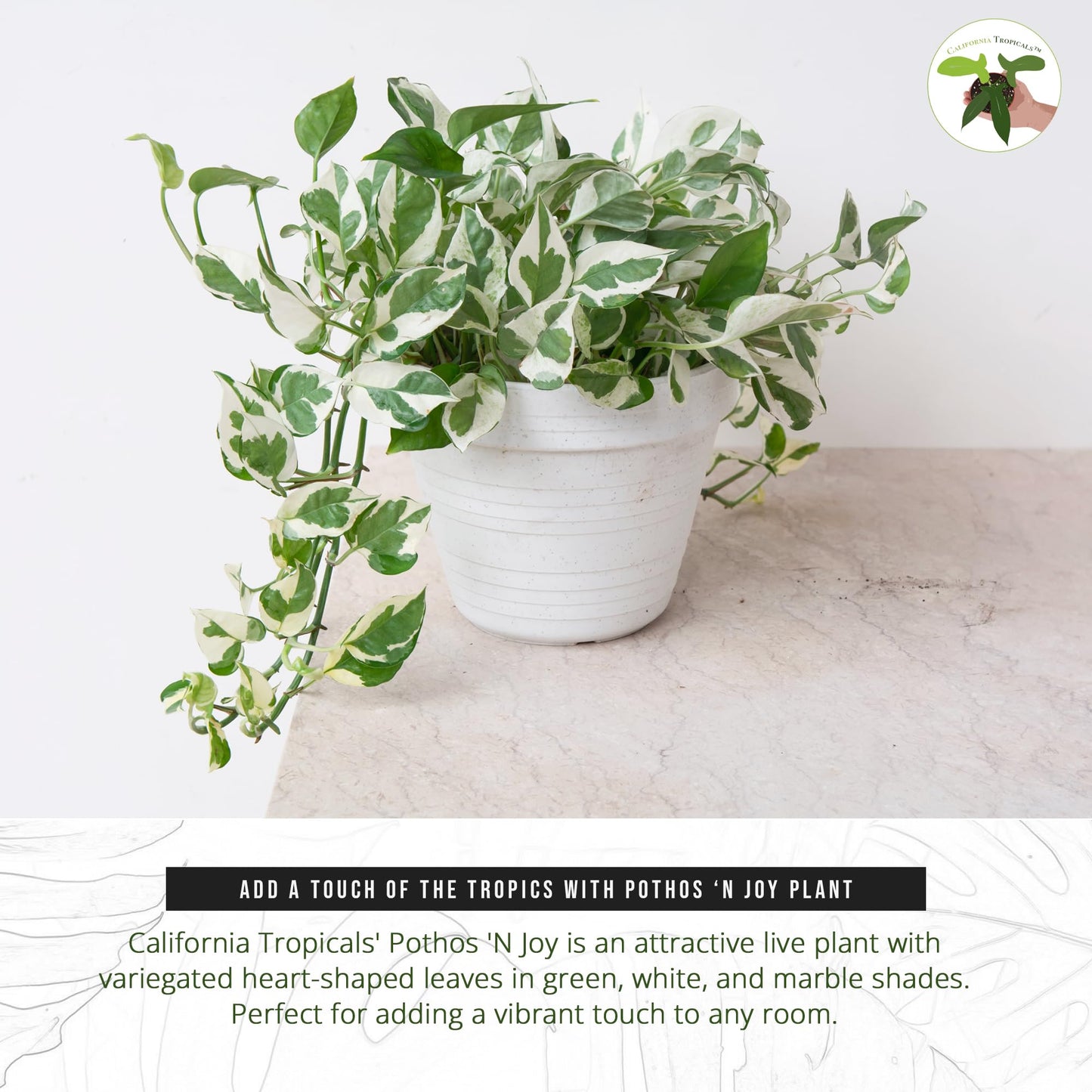 California Tropicals Pothos 'N Joy - 4" Live Plant - Variegated White and Green Leaves - Easy to Care for - Perfect for Home Decor, Gifts, and Office -