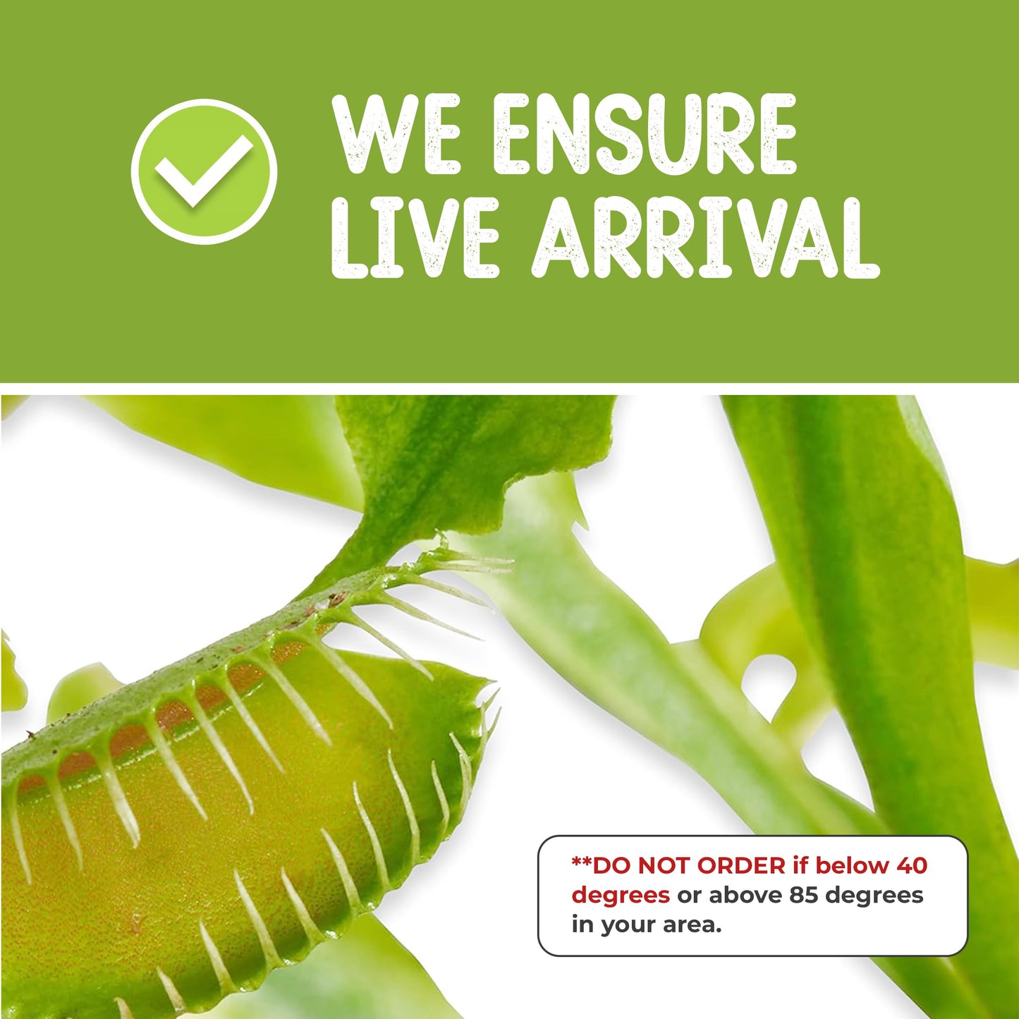 Venus Fly Trap Live Plant with 2.5" Classy Glass Cube Pot - Carnivorous Insect-Eating Plant - Carnivorous Plants Soil and Live Venus Flytrap