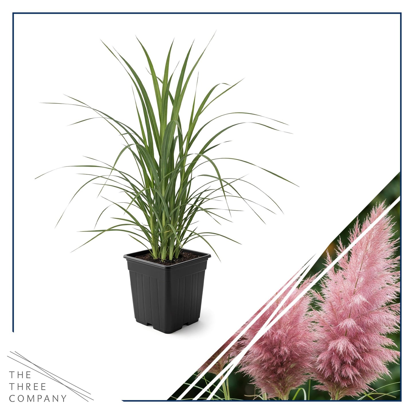 Live Ornamental Pampas Grass (Cortaderia selloana) - Pink - Perennial Accent Plant - 10" Tall by 5" Wide in 1.5 Qt Pot