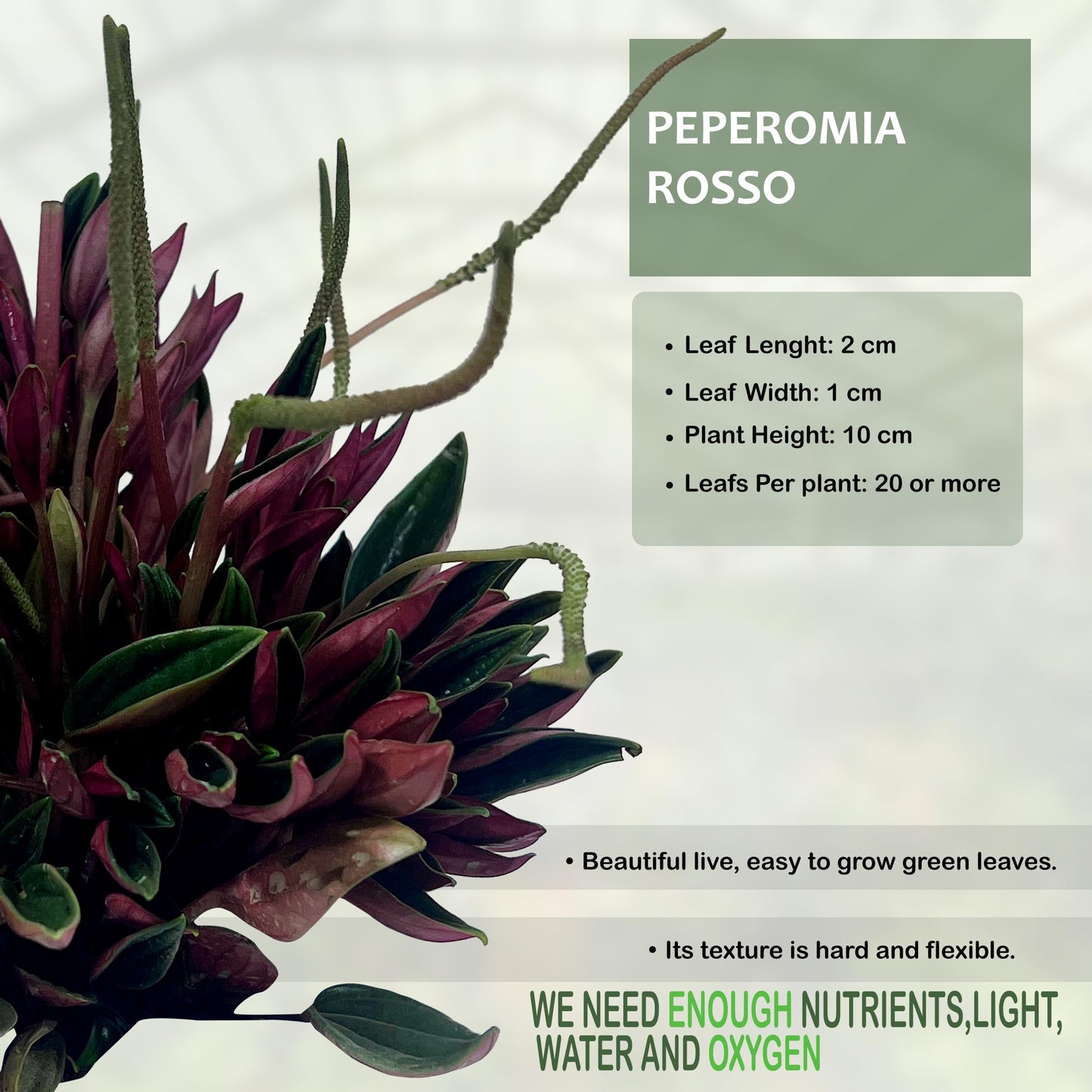 LEAL PLANTS ECUADOR Peperomia Rosso (Pack of 2) Live Indoor Plant, Easy-Care Tropical Houseplant, Natural Air Purifier, Perfect for Home Decor, Unique Gift for Plant Lovers