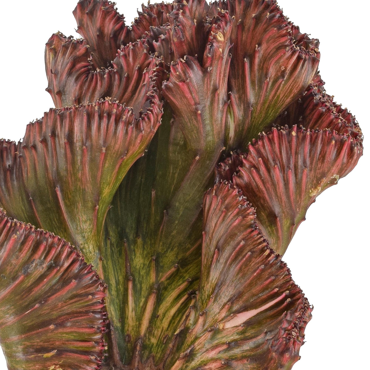 Arcadia Garden Products Live Mermaid Tail Cactus Indoor Houseplant in Plastic Pot, Euphorbia lactea Cristata Crested Coral Succulent Plant Gift for Home and Garden Decor, 4-inch, Red
