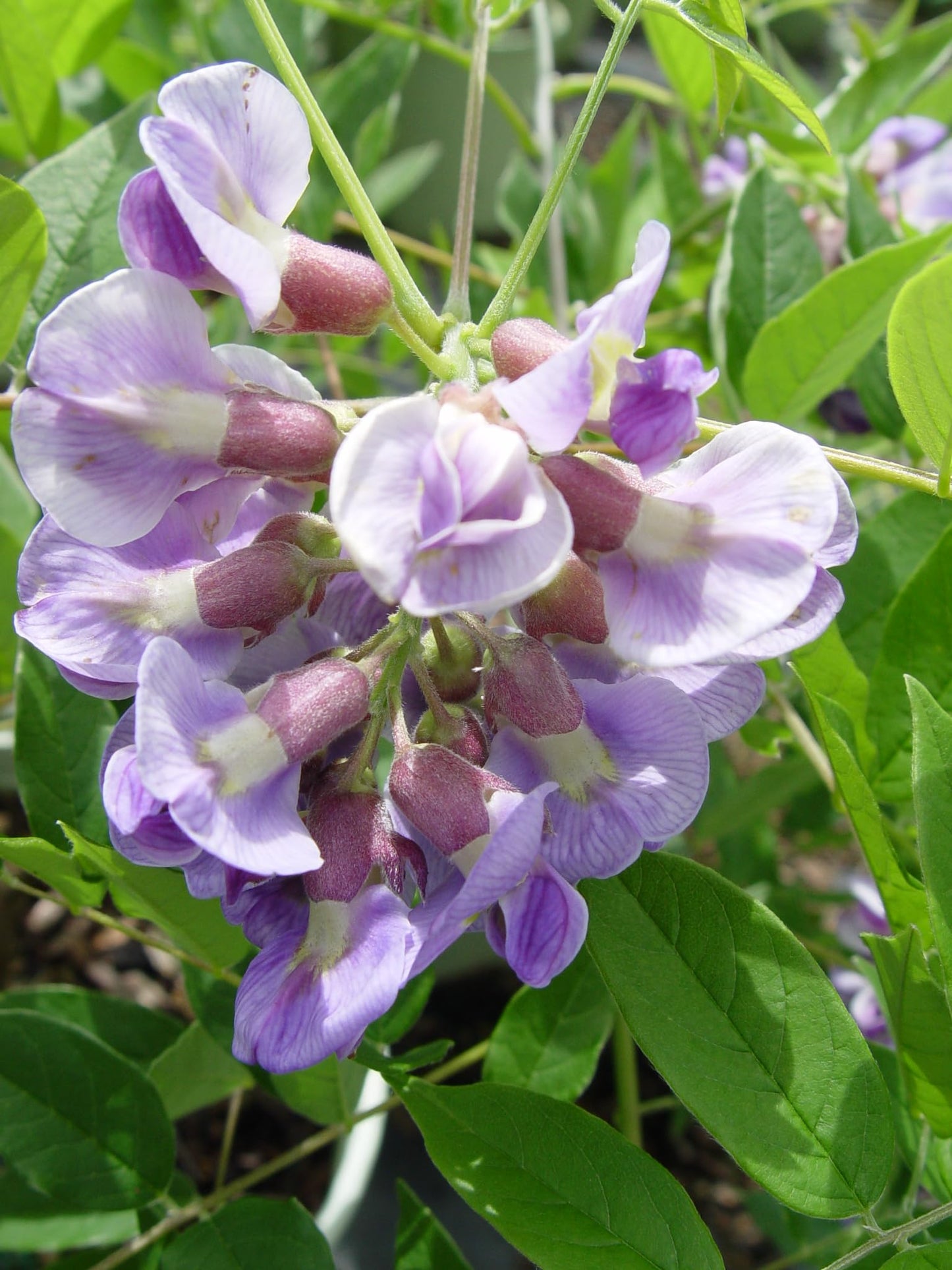 Live Plant from Green Promise Farms - Amethyst Falls American Wisteria #2 Gallon Size Container Purple Flowers - Plant Does NOT Ship to AZ, CA, HI, ID, MT, NV, OR, PR, UT & WA!