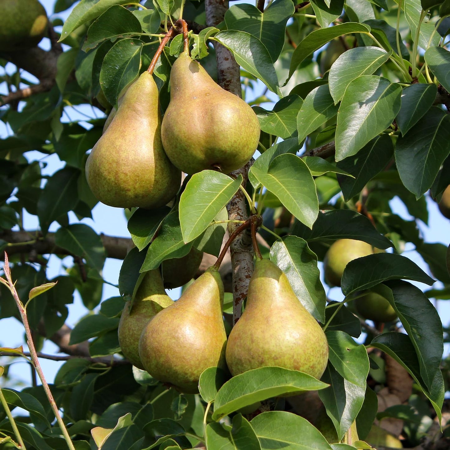 9 Months Old Pear Tree Live Plant for Spring Planting, Sugar Sweet Pears 8-10 Inches in Tall, No Pot, Dormant in Winter, No Leaf, Cold Hardy Pear Home Orchard Yard