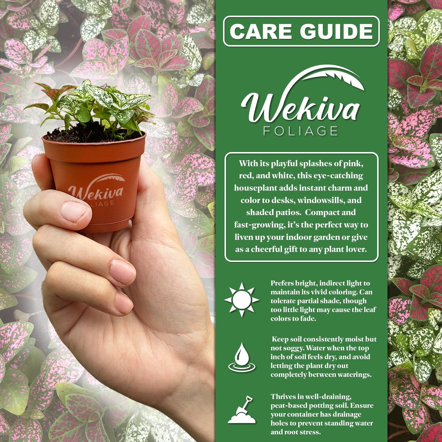 Tricolor Polka Dot Plant - Live Plant in a 2 Inch Growers Pot - Hypoestes Phyllostachya - Compact Colorful Tropical Beauty Mosaic Foliage