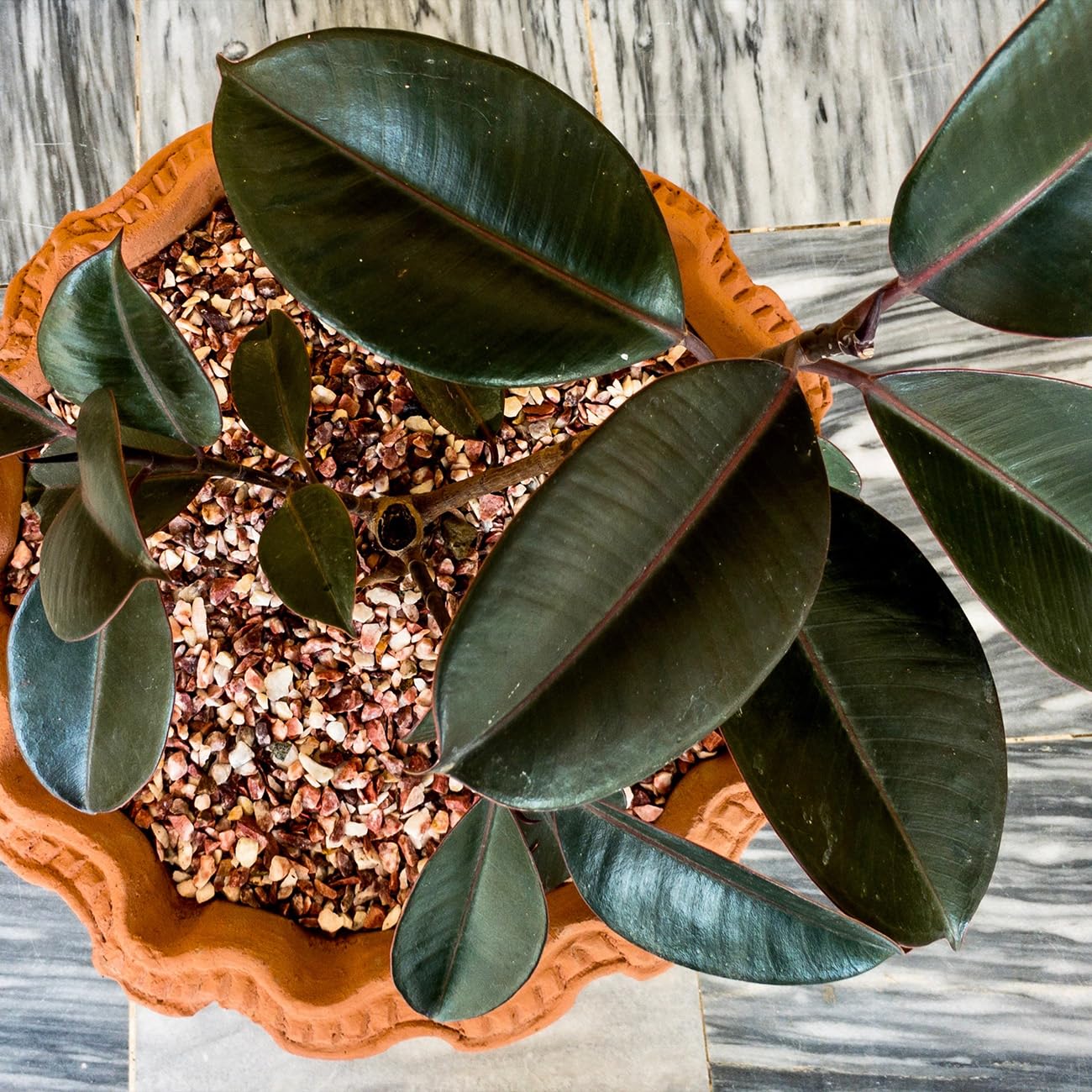 PERFECT PLANTS Rubber Plant Ficus Elastica 'Burgundy' with 6in.Midnight Blue Decor Pot, Live Indoor Houseplant Unique Home Décor