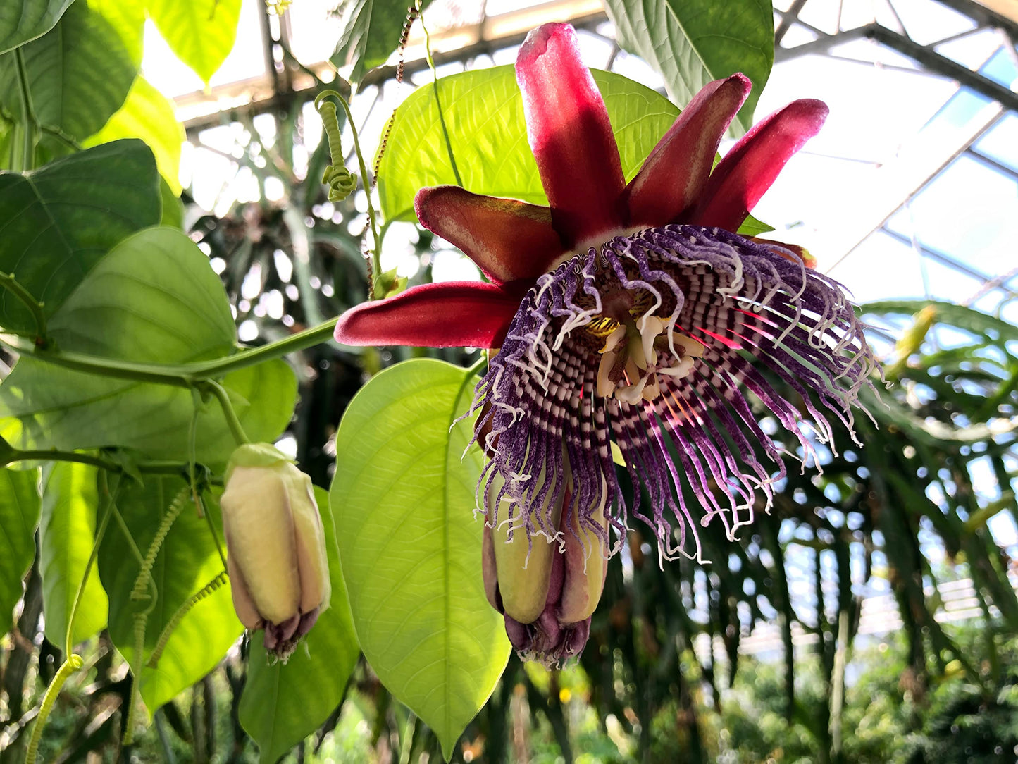 2-Live Passiflora quadrangularis 'Giant Grandilla' Starter Plants (Unable to Ship to:AZ, AK, HI, OR, PR)