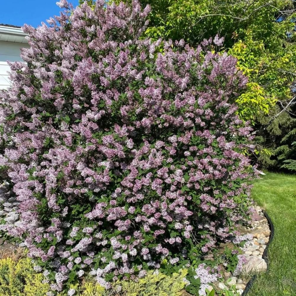 Lilac Live Plant in Pot, Hardy Shrub with Reblooming Blossoms, 1-2 Year Old Plant, Dormant in Winter, Fragrant Flowers (Lavender Lilac)