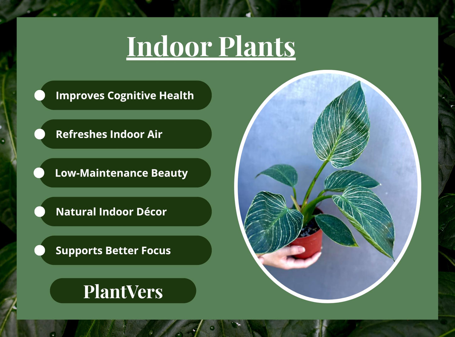 PLANTVERS Variegated Philodendron in 4" Grow Pot – Live Indoor Houseplant with Striking Variegated White-Striped Foliage – Easy Care Tropical Plant – Air Purifying Decorative Houseplant