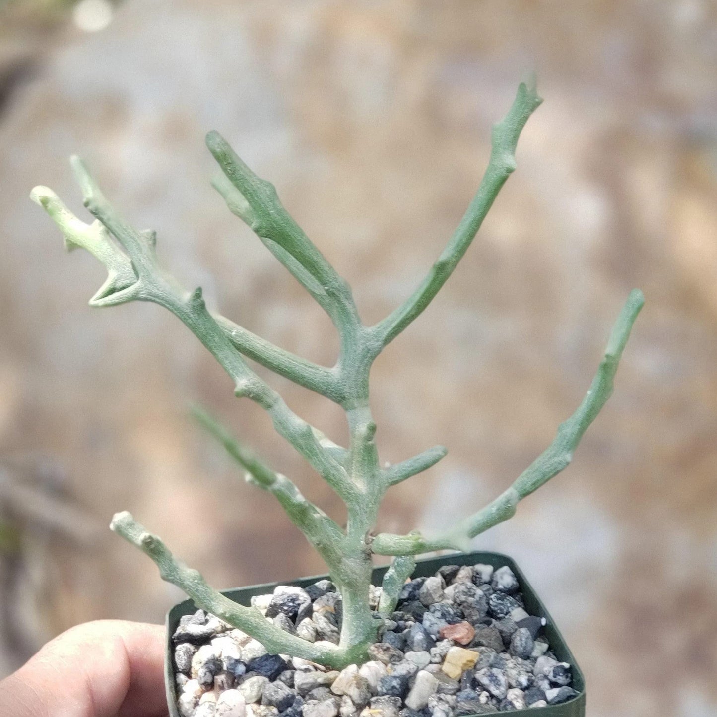 Euphorbia stenoclada spineless Cacti Cactus Succulent Real Live Plant