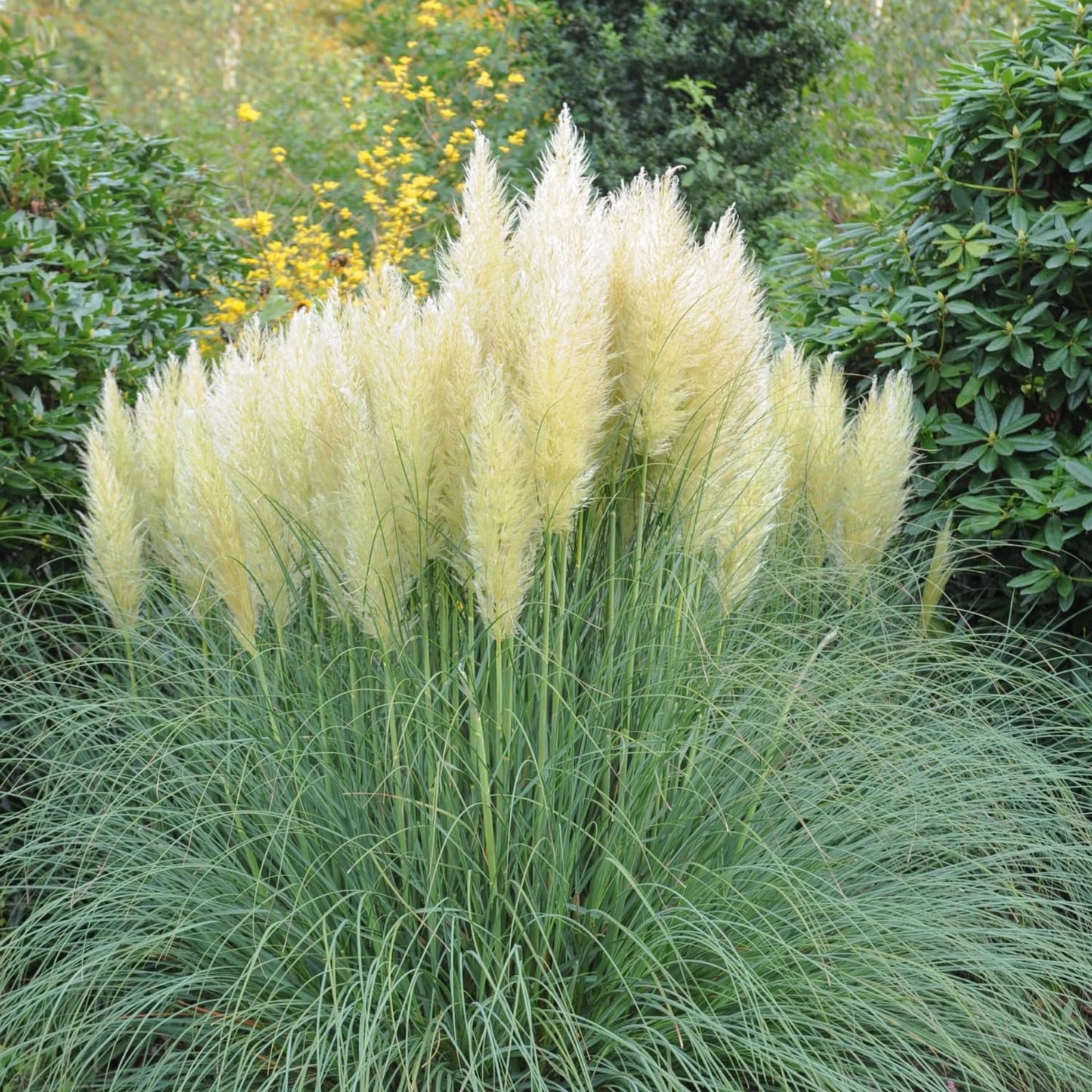 2 White Pampas Grass Plants Live, 5-9 Inch Tall, Ornamental Grass Live Plants for Outdoor Landscaping