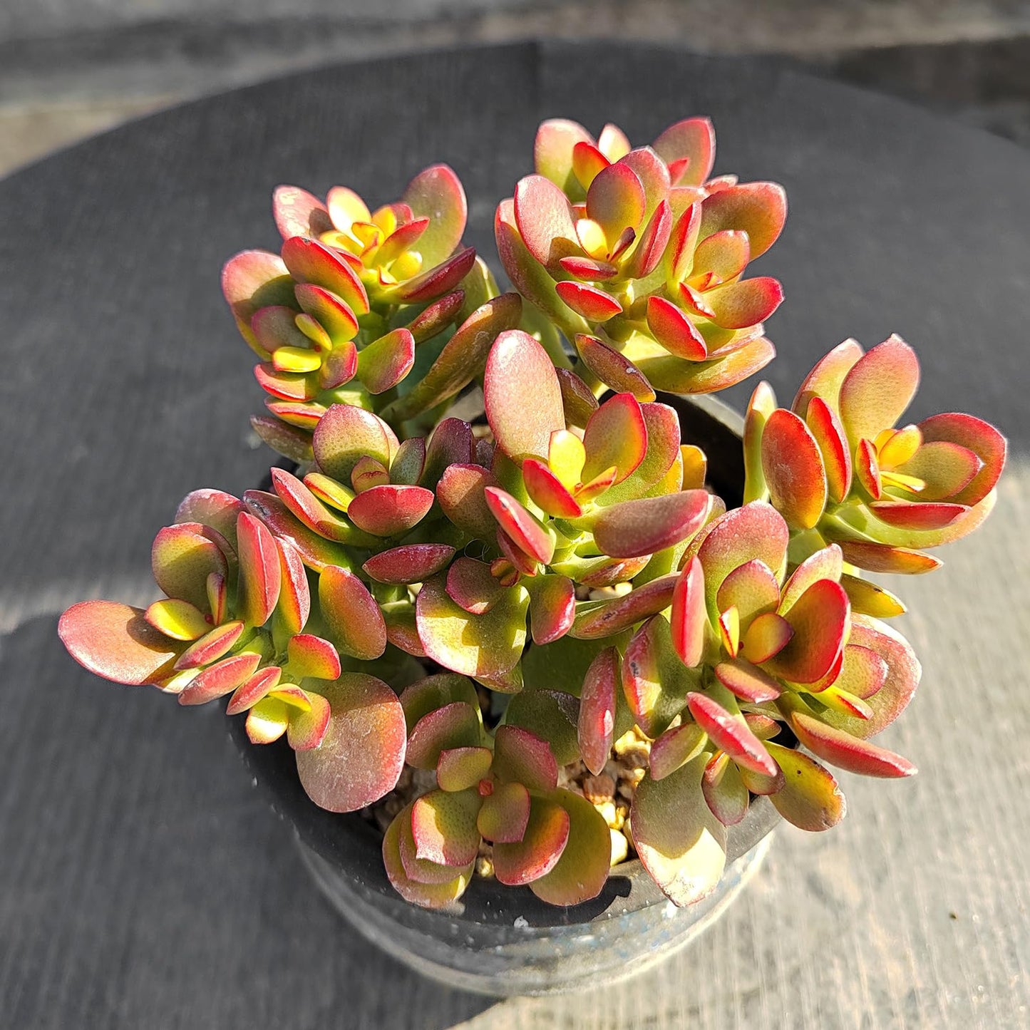 Sprout N Green Dwarf Jade with White Stripe Pot, Live Crassula Ovata Crosby's Compact, Rare Cute Succulent Plant in 4" Planter, Home Office Décor