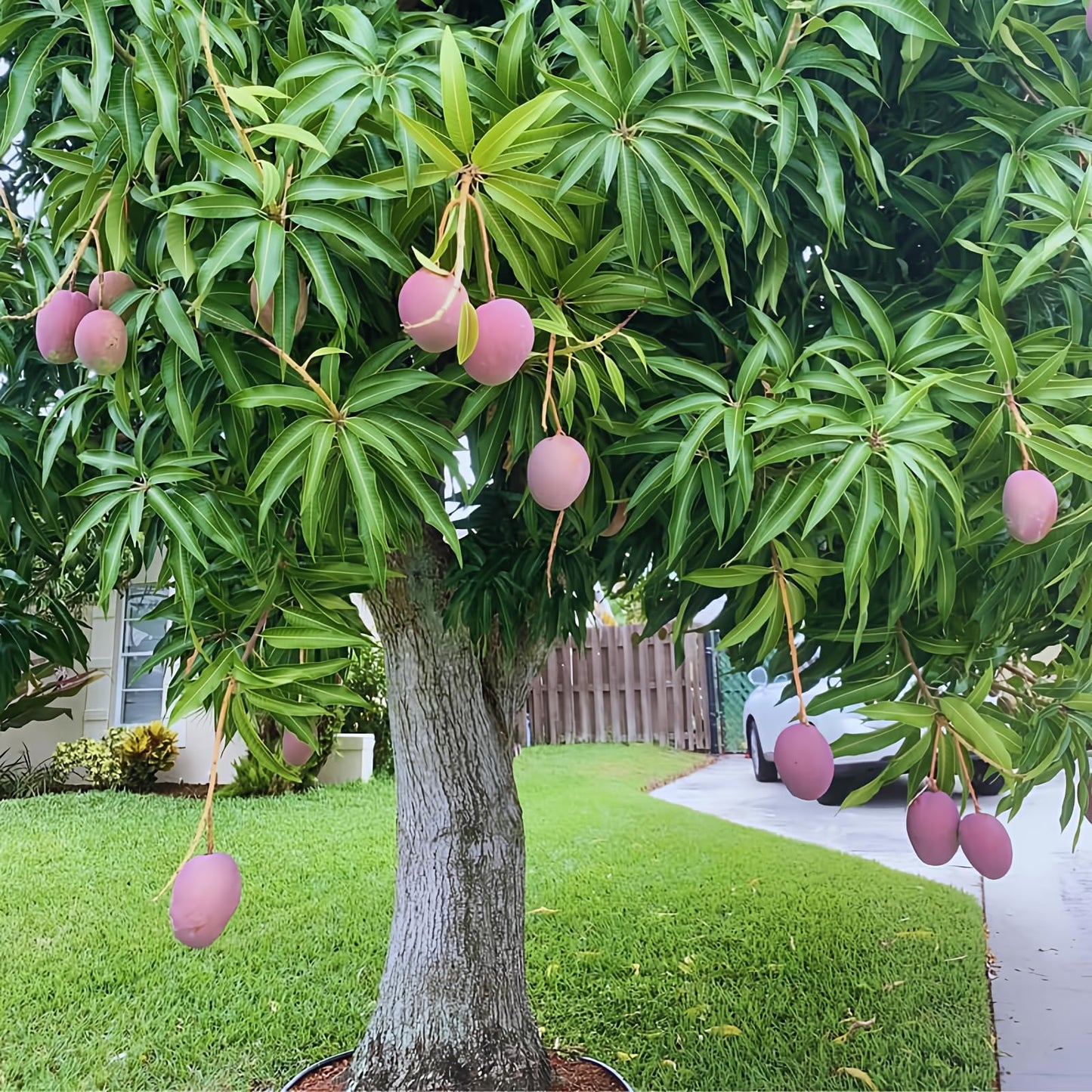 No CA, Valencia Pride Mango Plant Tree Live, Mango Trees Plant Grafted, 2 to 3 Ft in Height in 3 Gallon Pot, Grafted Mango Trees Live Plants for Planting