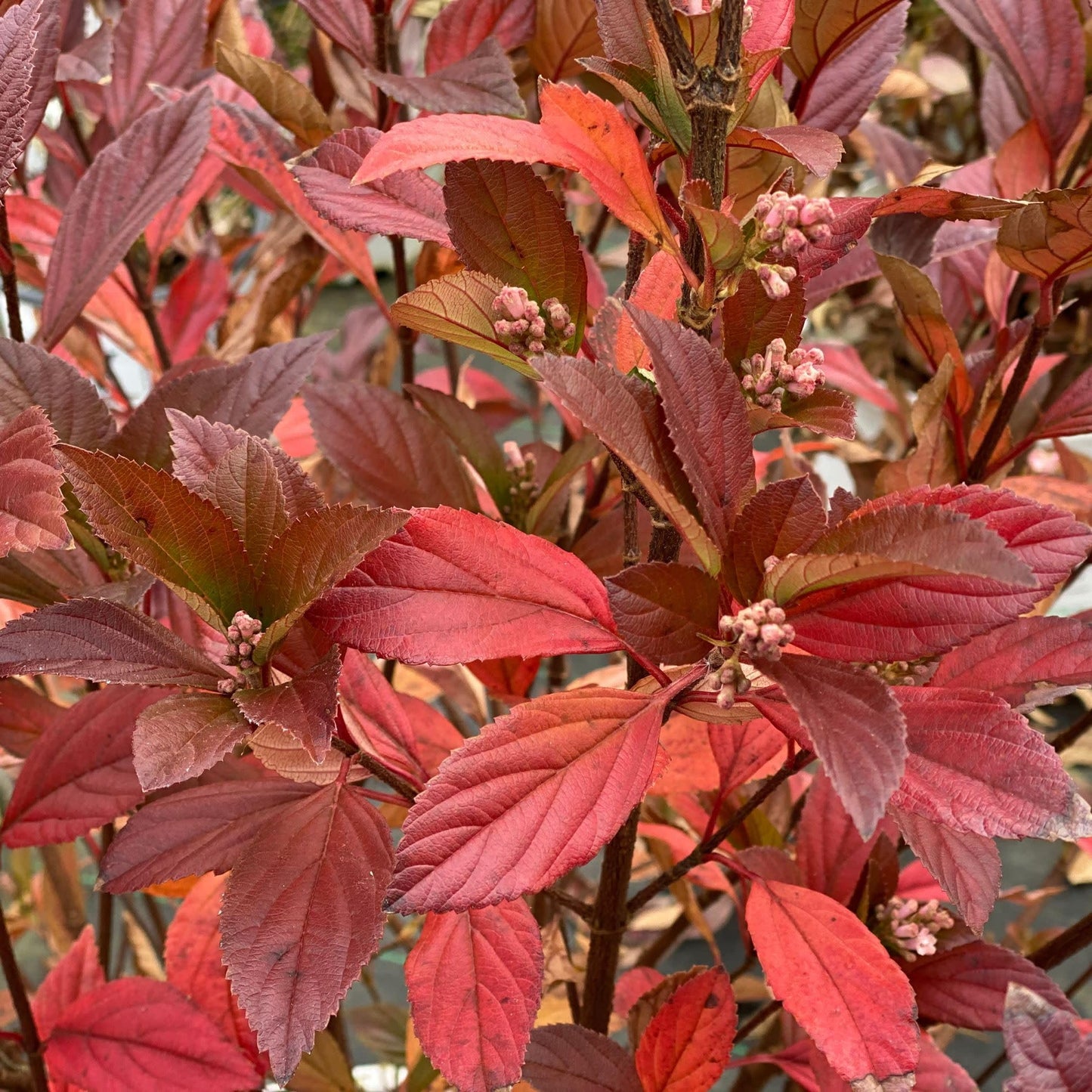 Proven Winners Sweet Talker Fragrant Viburnum (Viburnum) Live Plant, 4.5" Qt